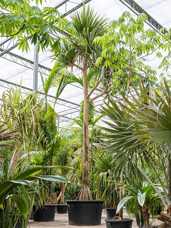 Pandanus utilis, D 140
