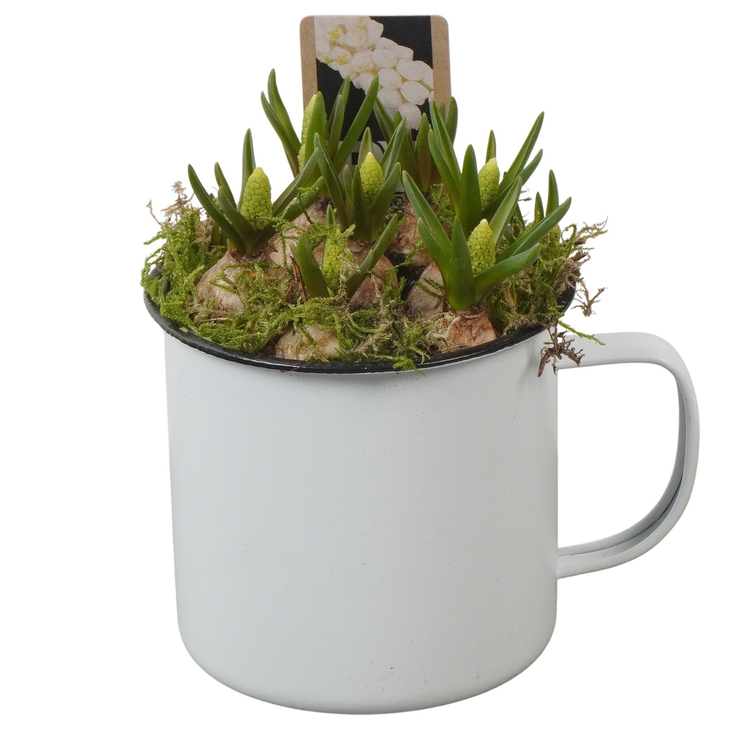 PTWMB8110 Arrangement Muscari White in metalen pot, D 10