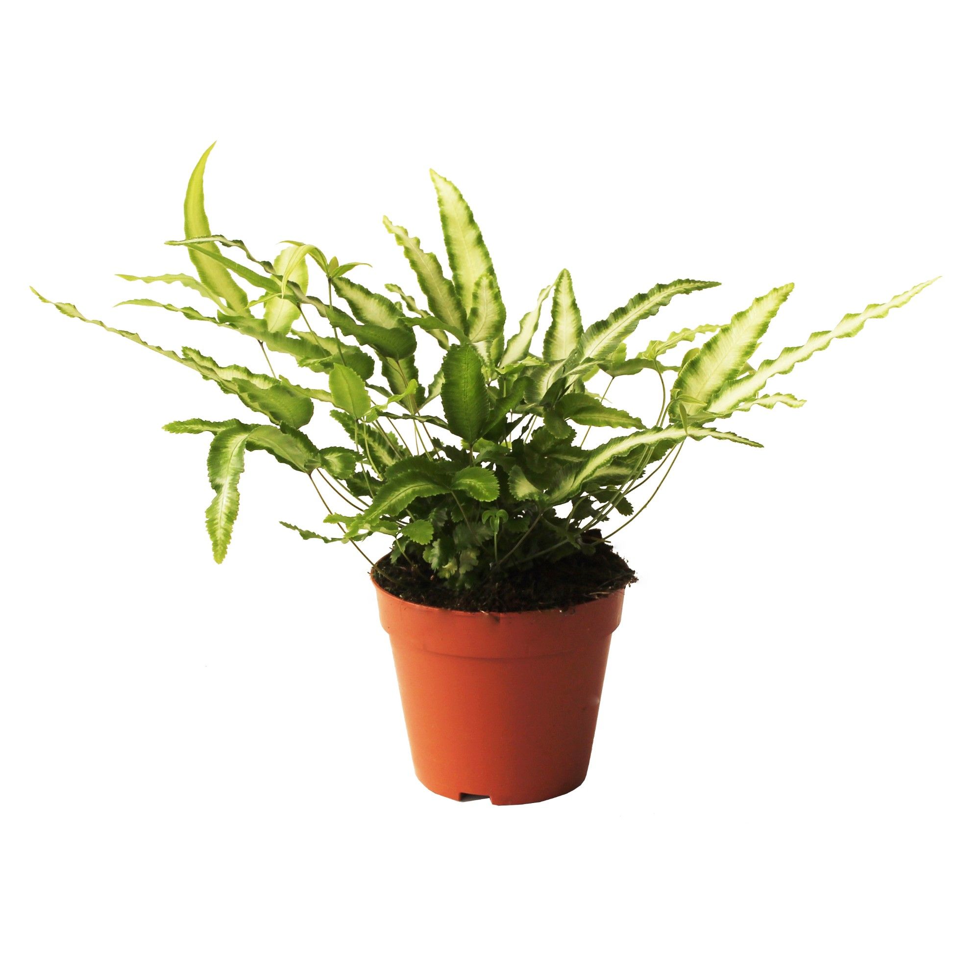 Pteris Cretica 'Albolineata' (Vleugelvaren), D 12