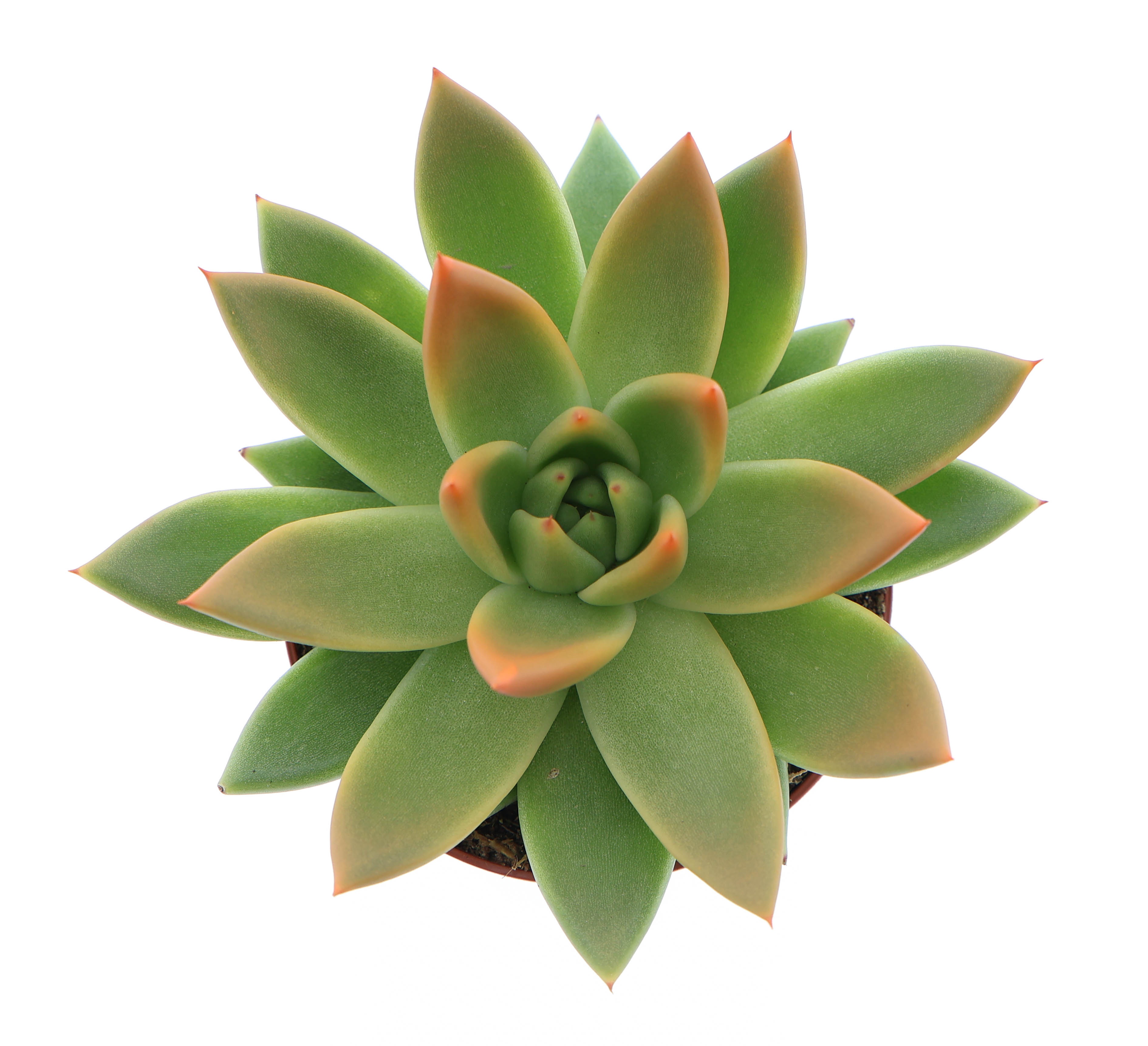 Miranda tips orange, D 8,5