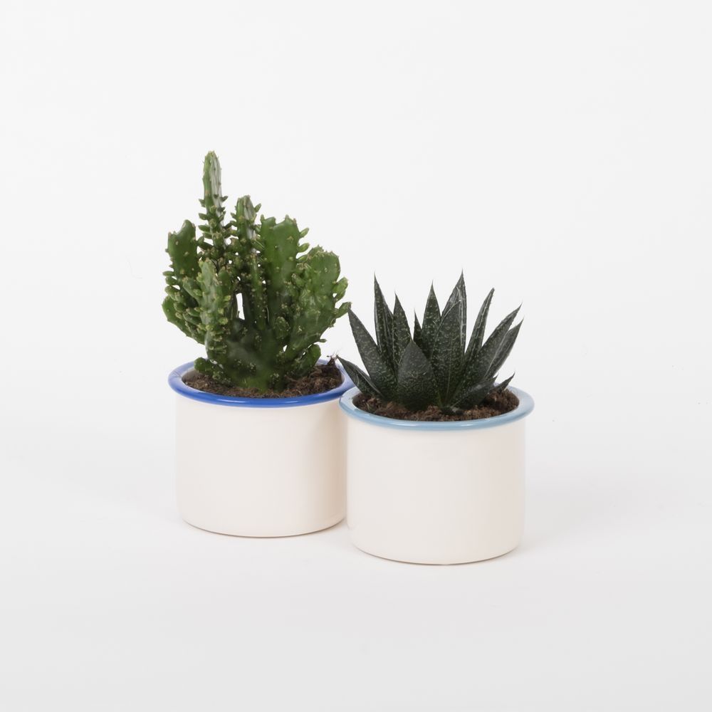 Blue Line with Succulent mix, D 9