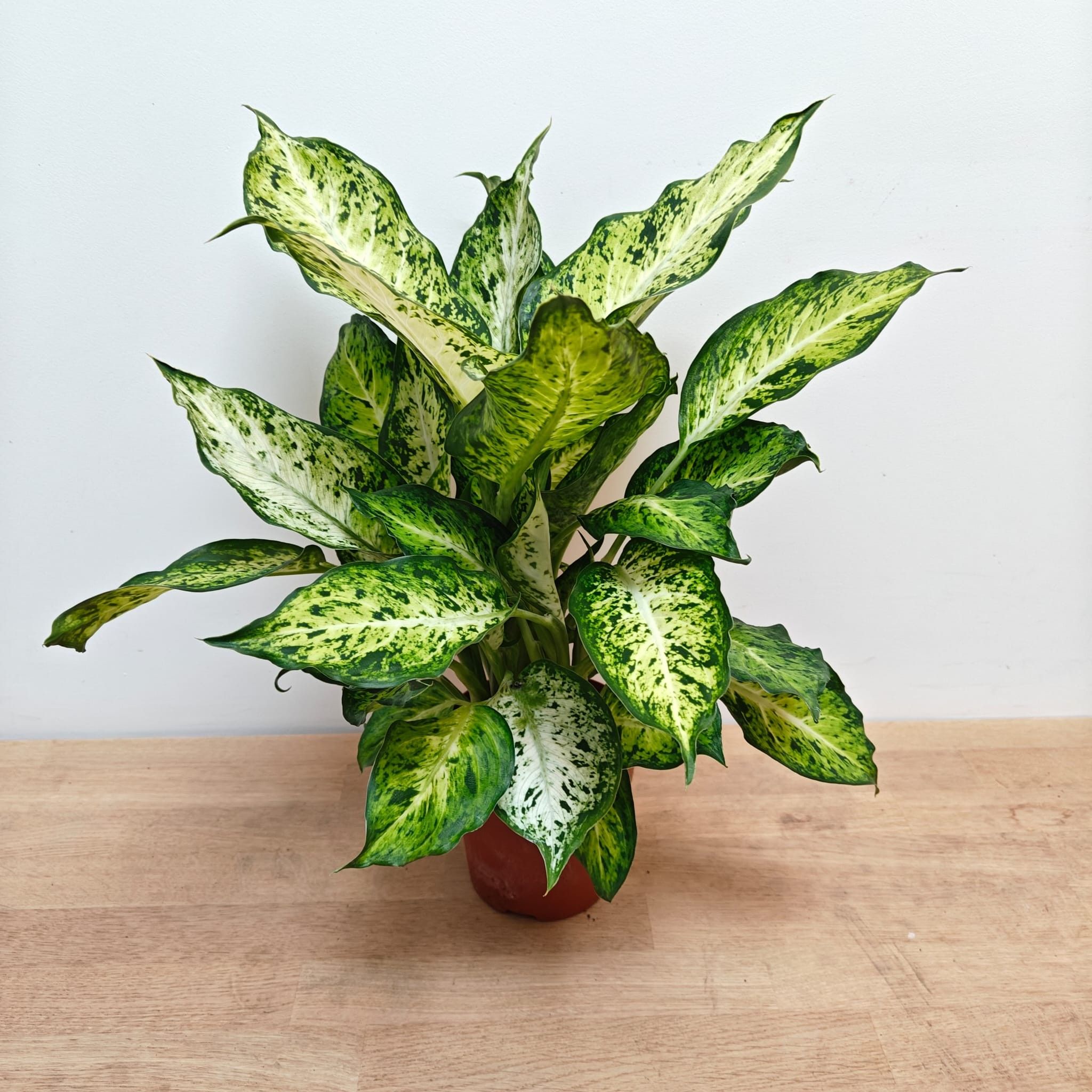 Dieffenbachia 'Amy' P12 + Hoes, D 12