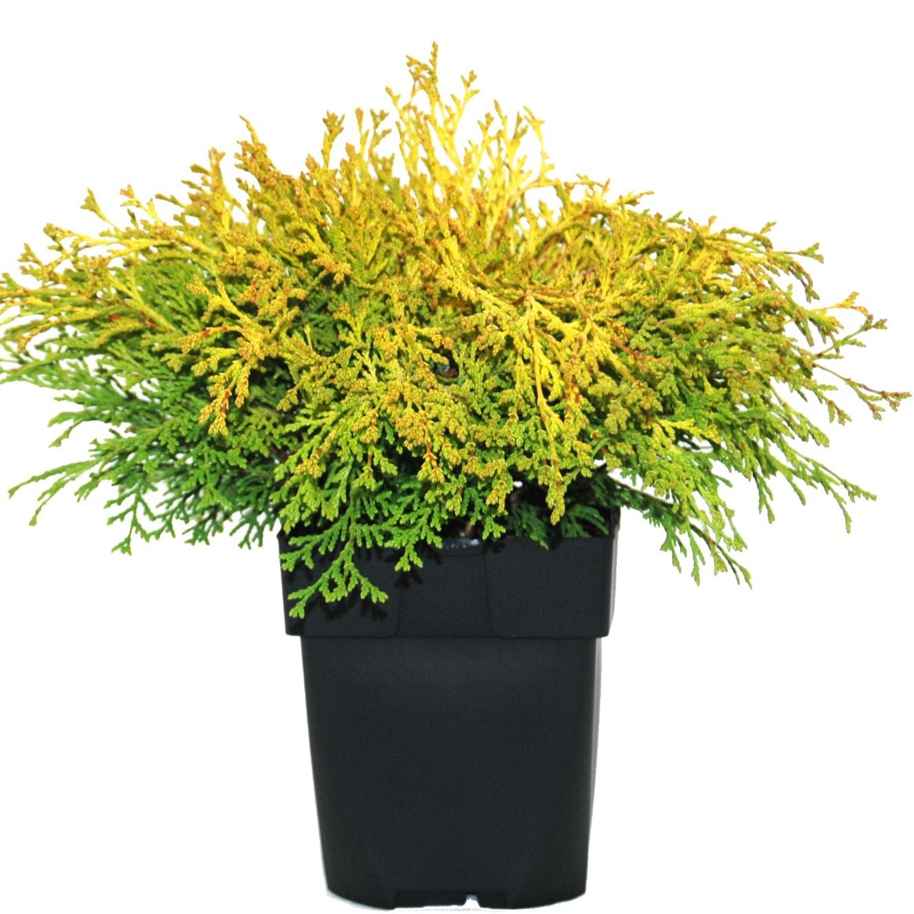 Chamaecyparis obtusa 'Kamarachiba' P17, D 17