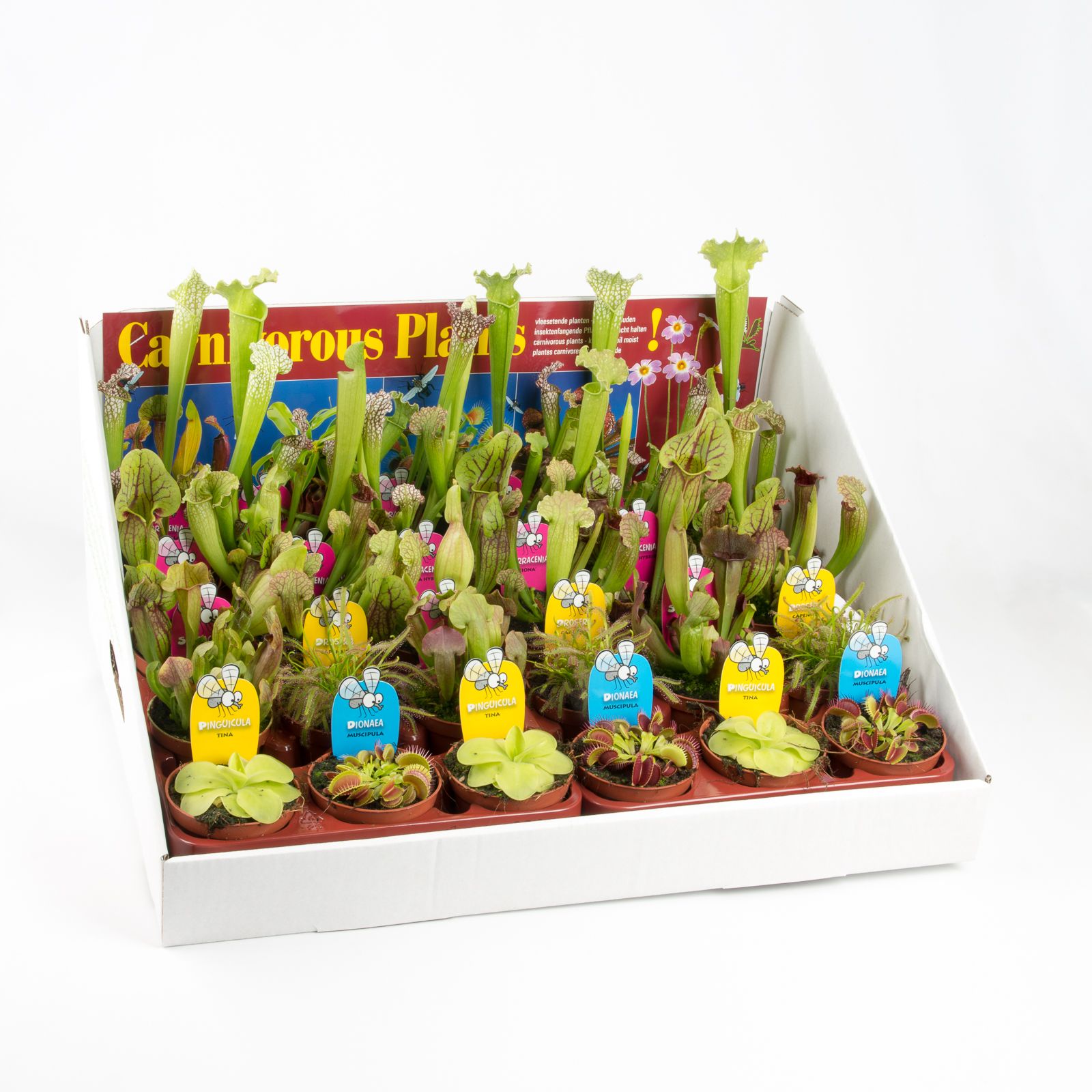 Vleeseters mix in showdoos, D 8,5