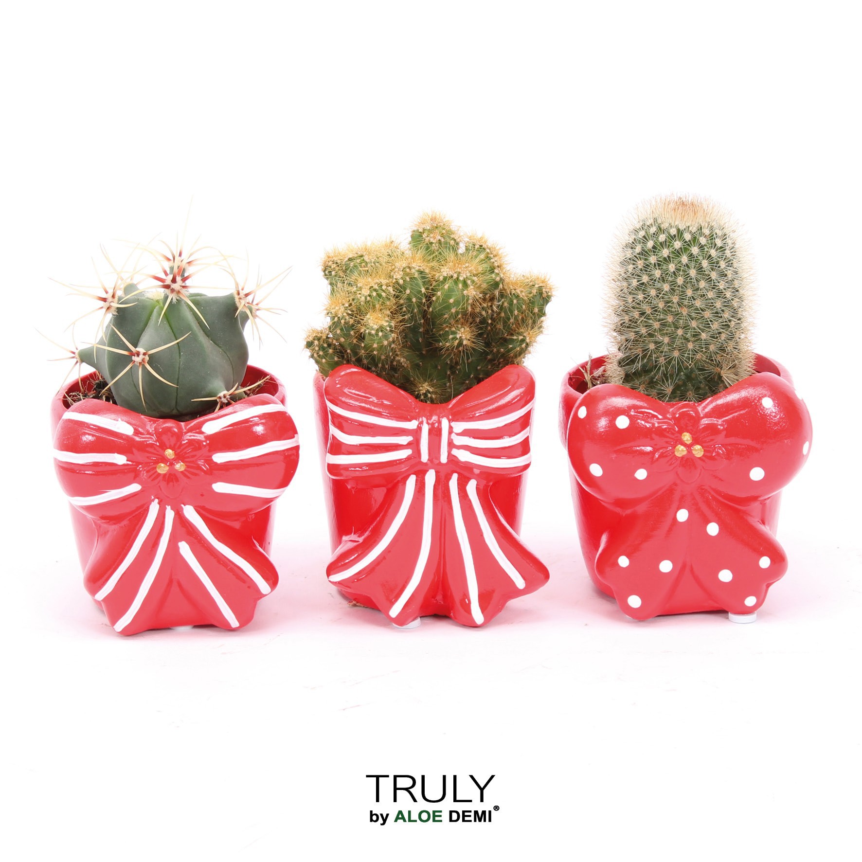 TRULY Cactus, Bow, D 7