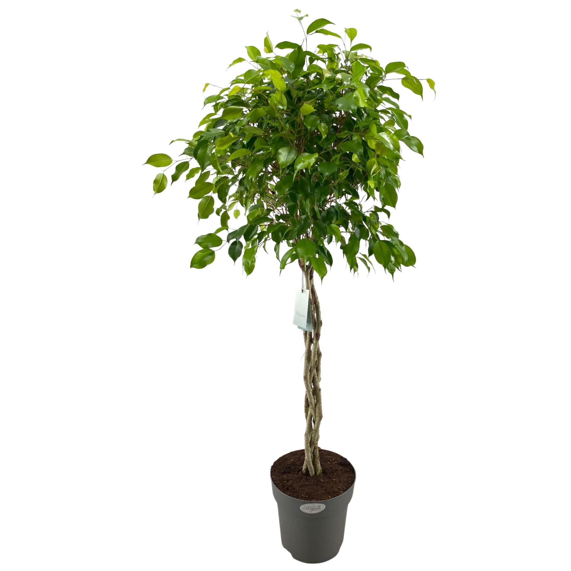 Ficus Benjamina Exotica gevlochten stam p31, D 31