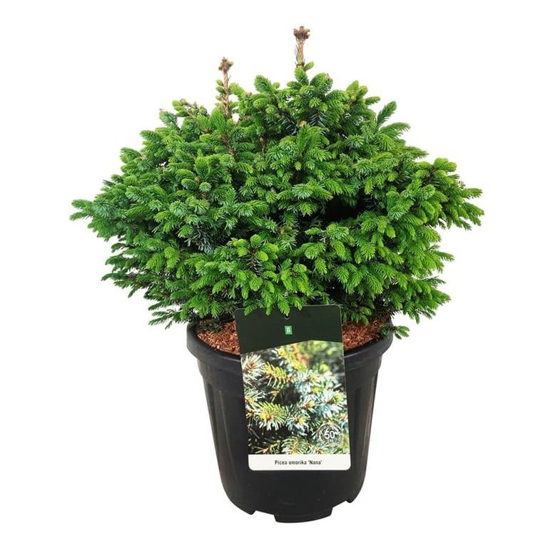 Picea omorika 'Nana', D 32