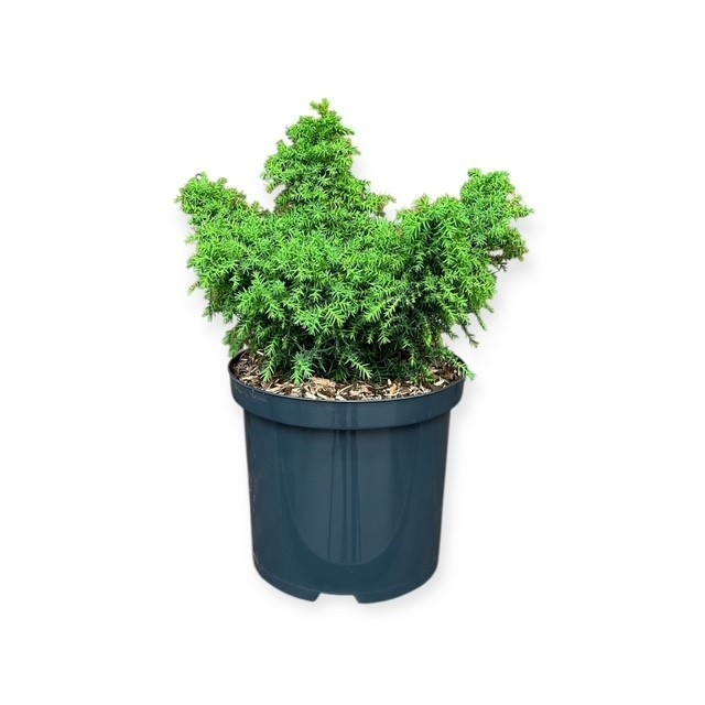 Cryptomeria j. 'Yokohama', D 18