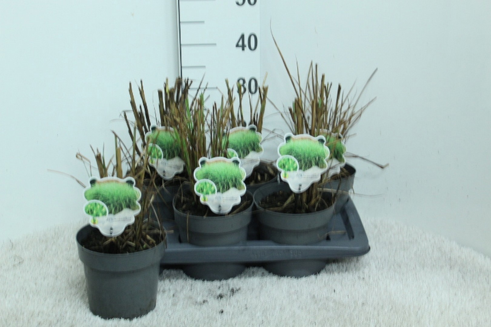 Miscanthus sinensis 'Strictus' P17, D 17