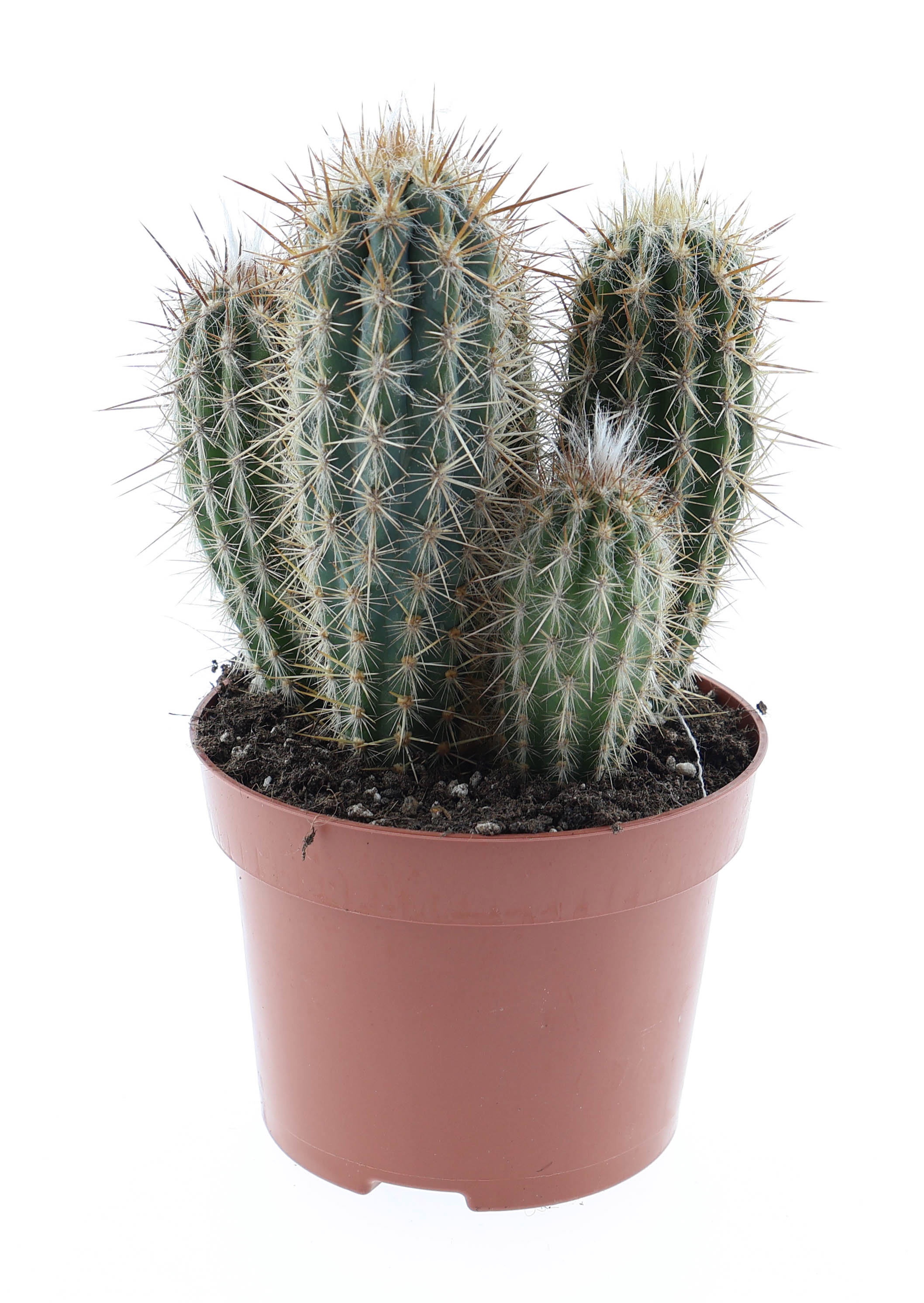 Pachycereus pringley, D 12