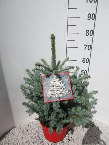Picea pungens Super Blue 50-60 P28, D 28
