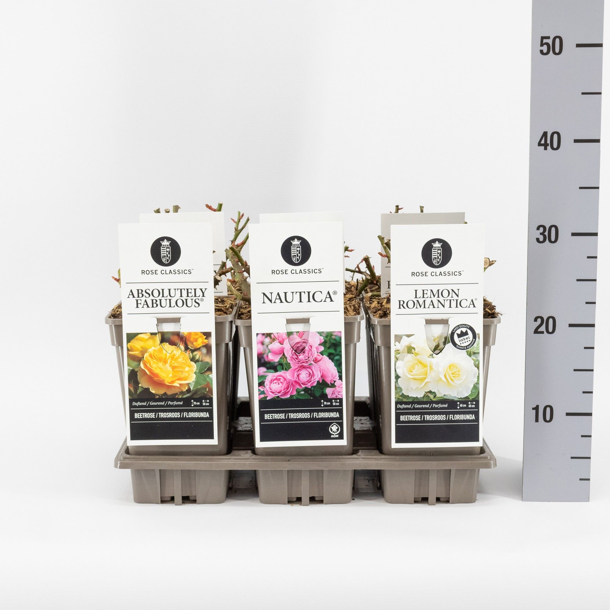 Rose Classics trosroos (F/H) mix, C3, D 17