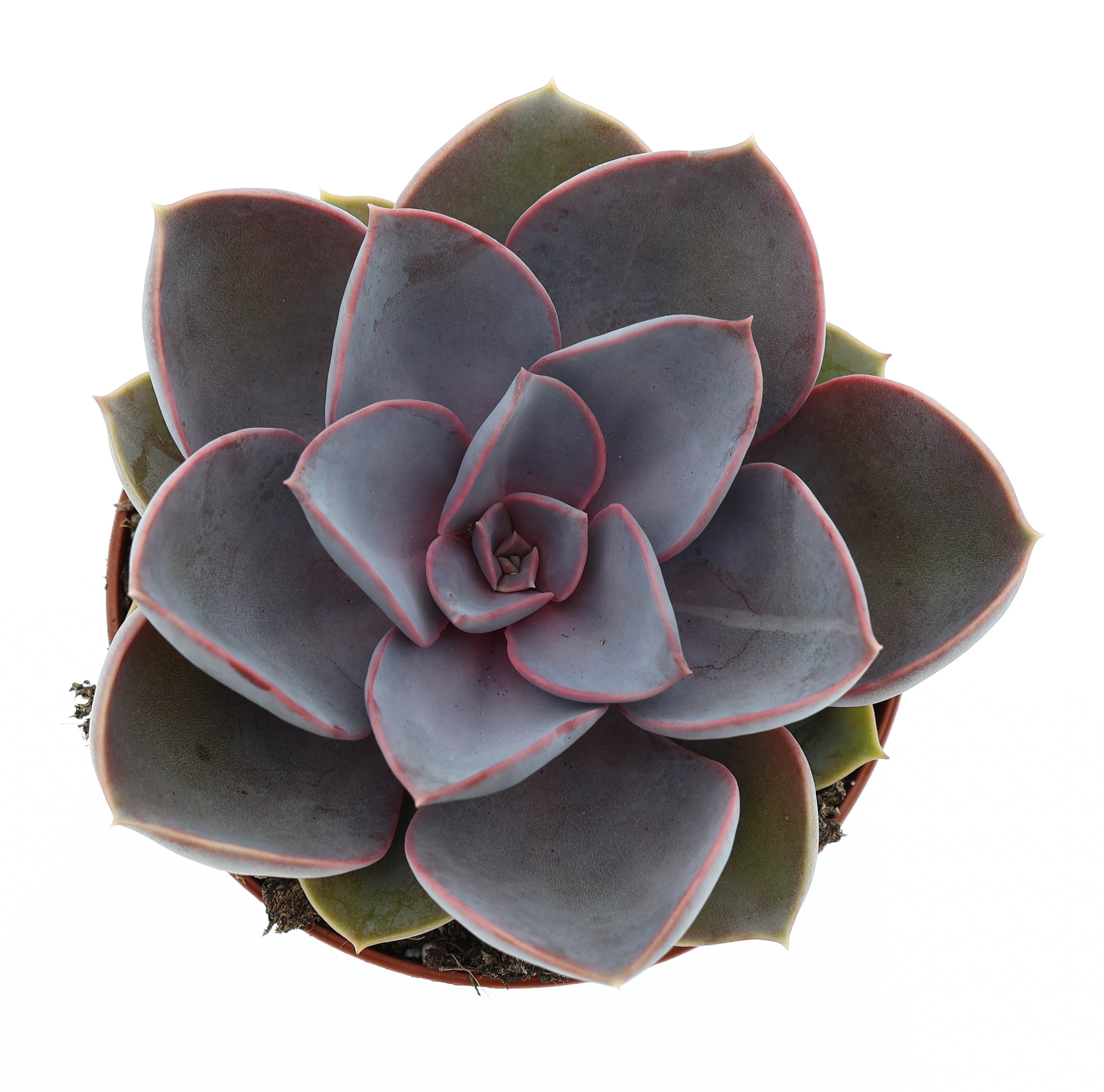 Echeveria perle von nurnberg, D 8,5