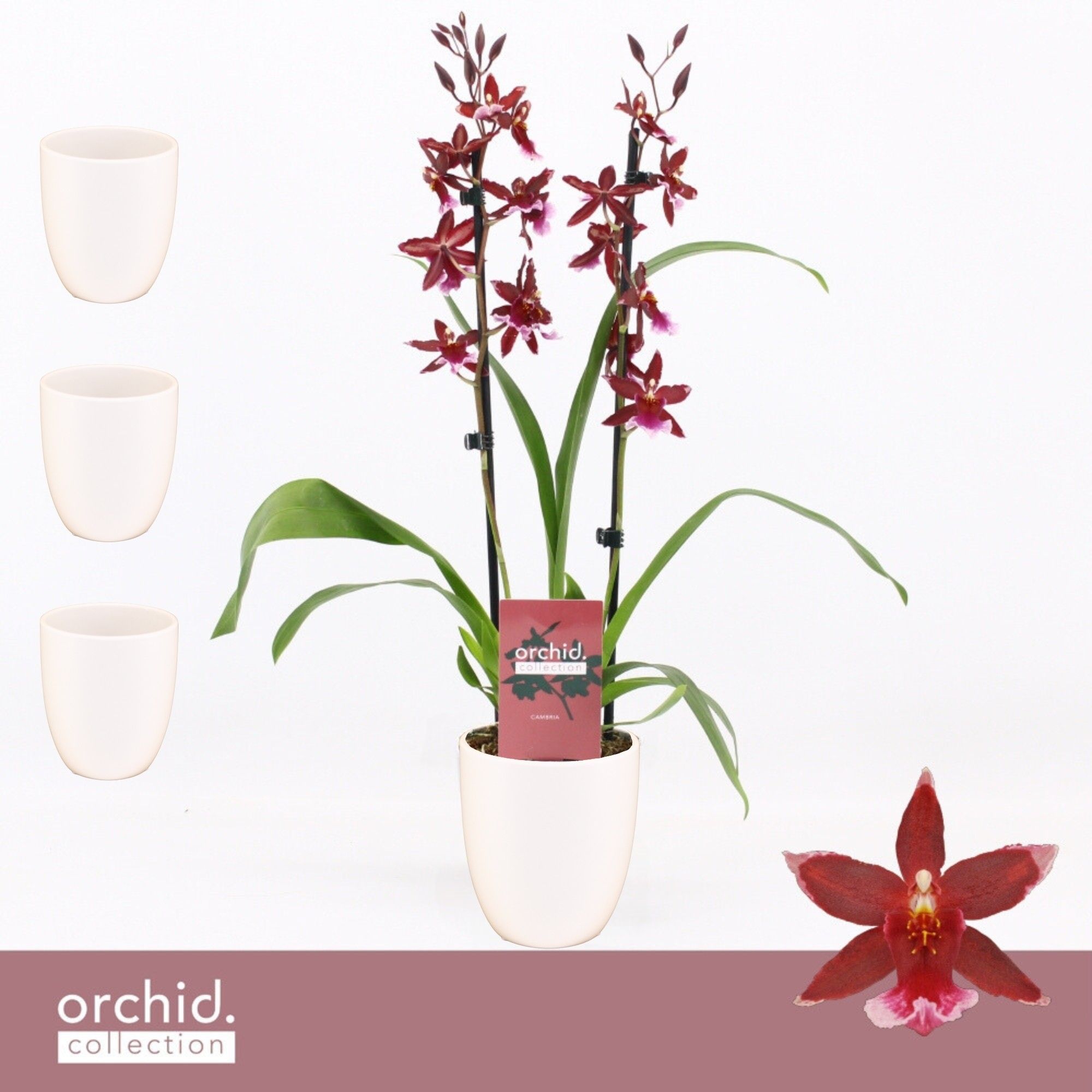 Barrocco Red, 2-spike in Lotte White 'Orchid Collection', D 12