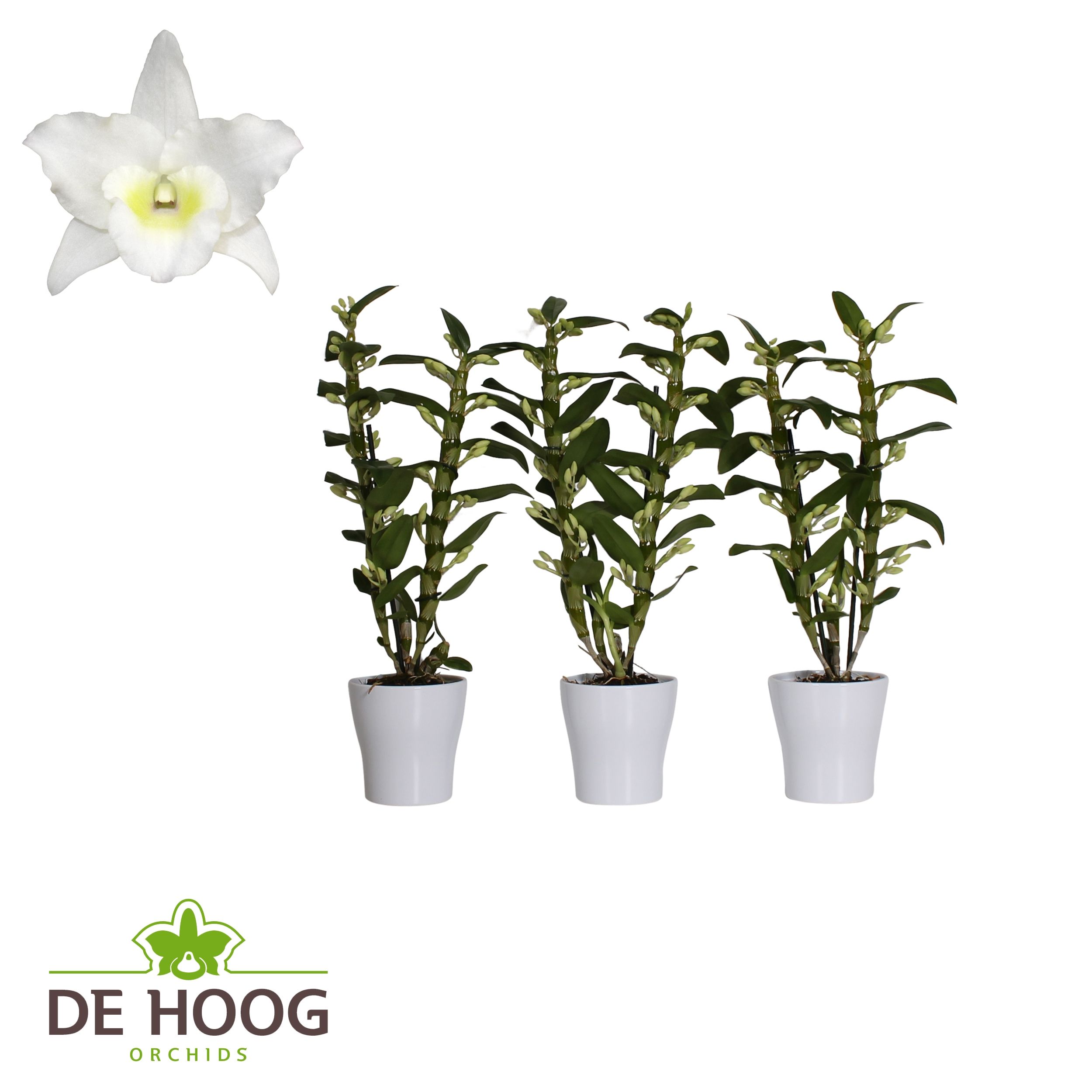 Dendrobium Nobile Apollon 2 stam 18+ tros in Anna Keramiek, D 12