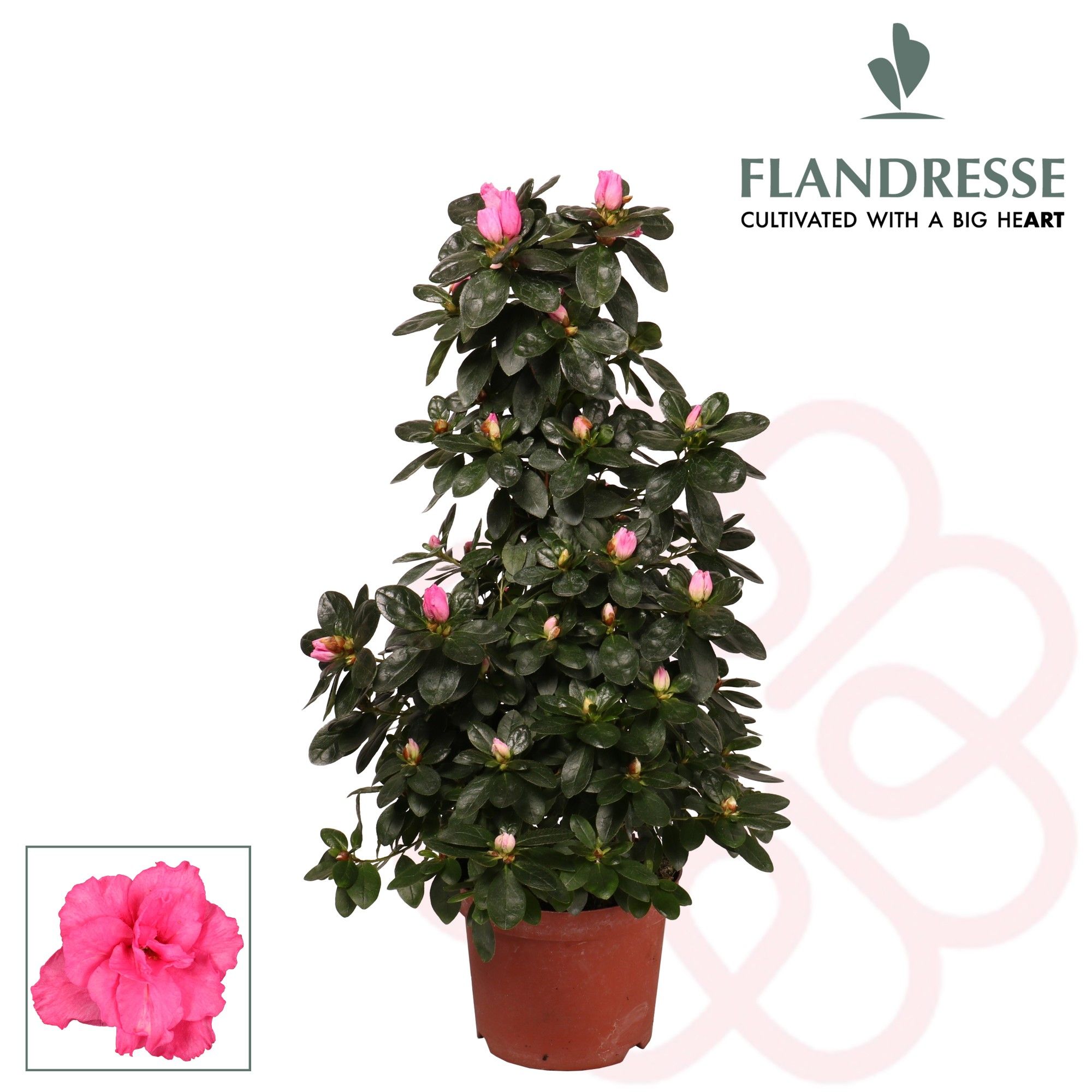 Azalea Flandresse® piramide 'roze' 65 cm, D 17