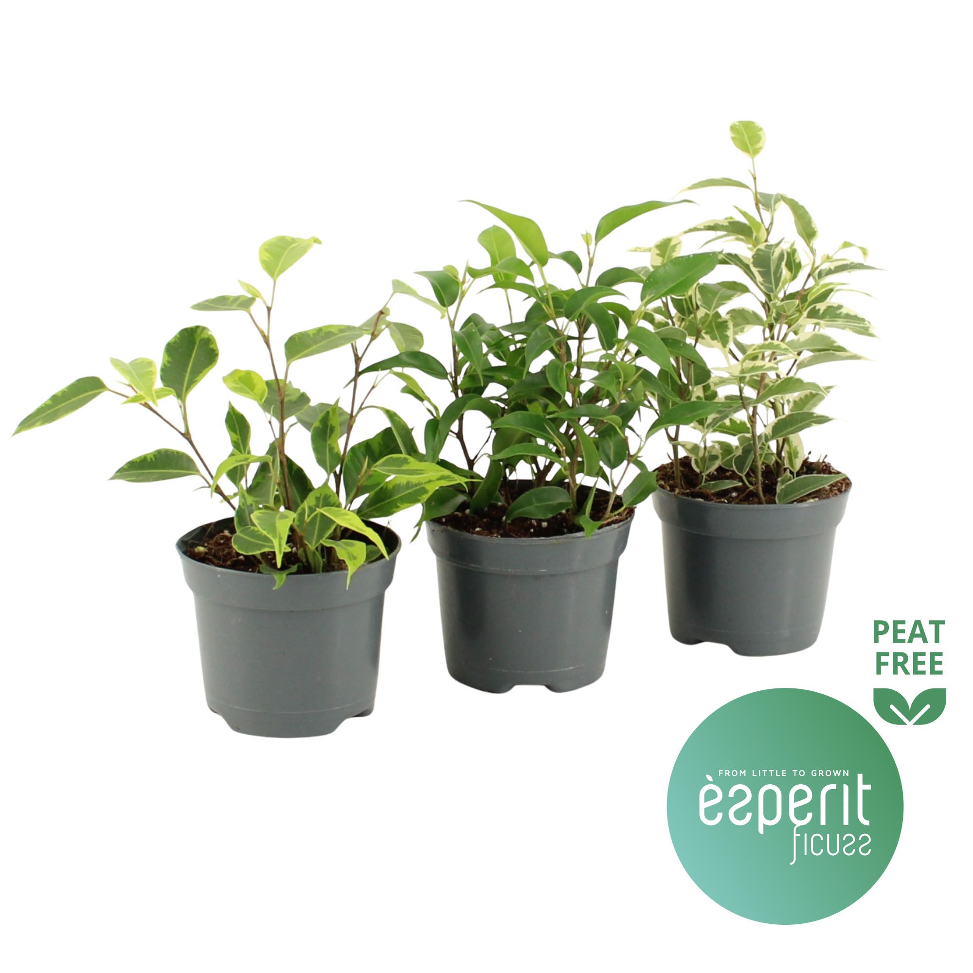 Ficus benjamina Royal Mix 2-3 srt., D 8,5