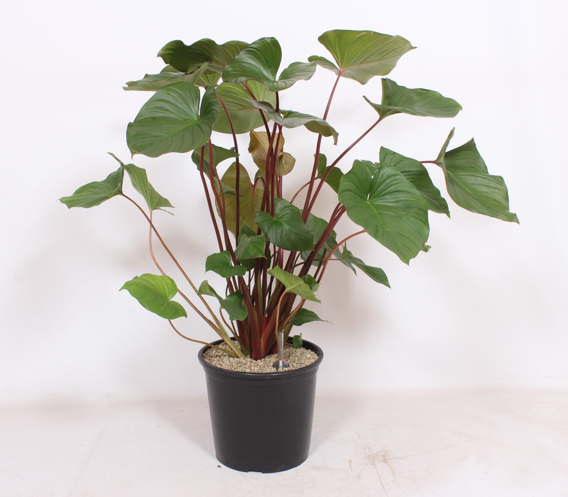 Homalomena rubescens Maggy, D 32