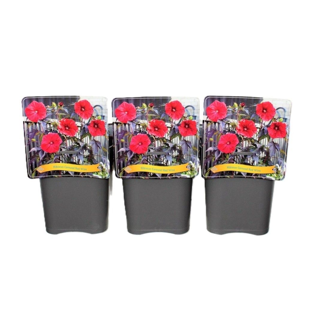 Hibiscus Carousel 'Red Wine' C5, D 21