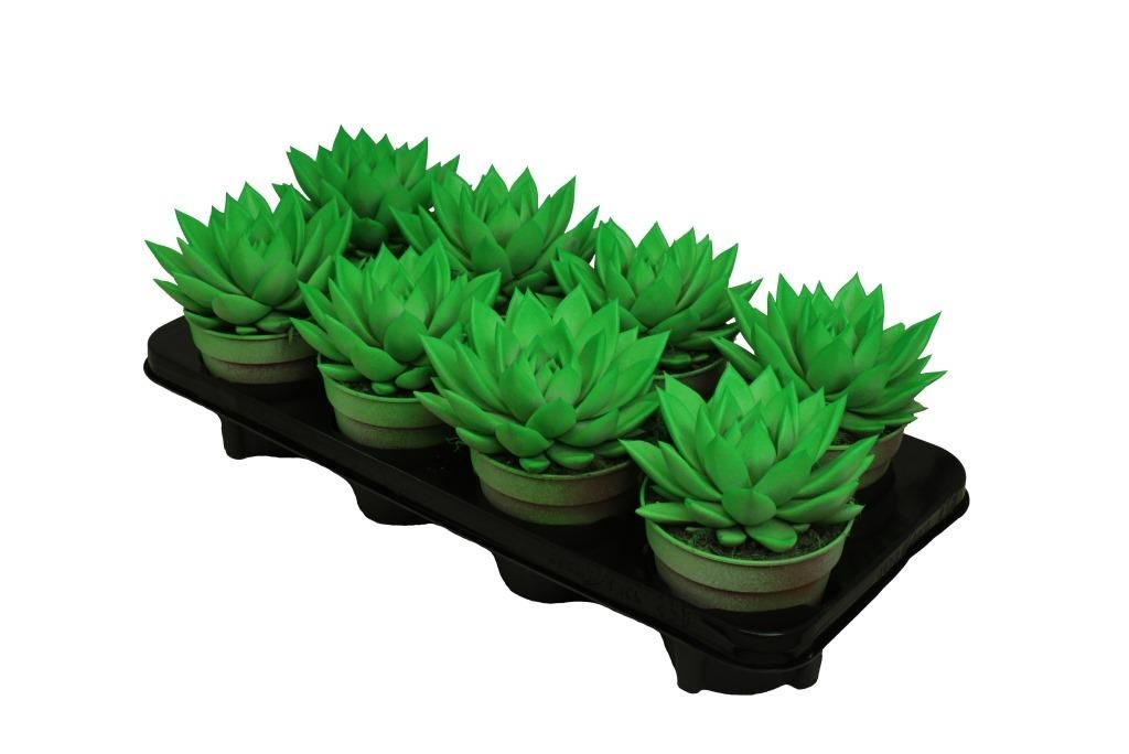 Miranda coloured neon green, D 12