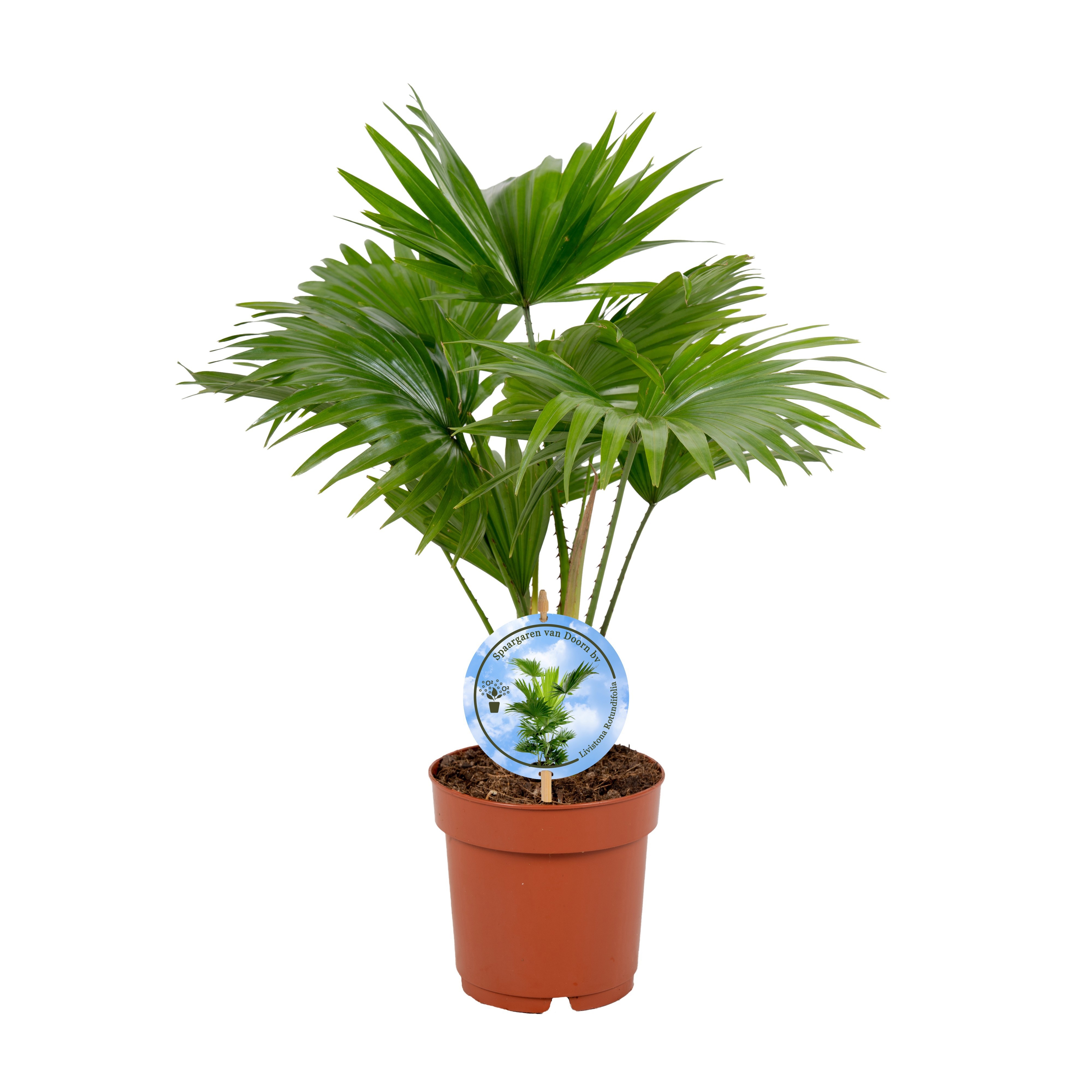 Livistona rotundifolia 14cm"Disc Etiket Lucht Zuiverend, D 14