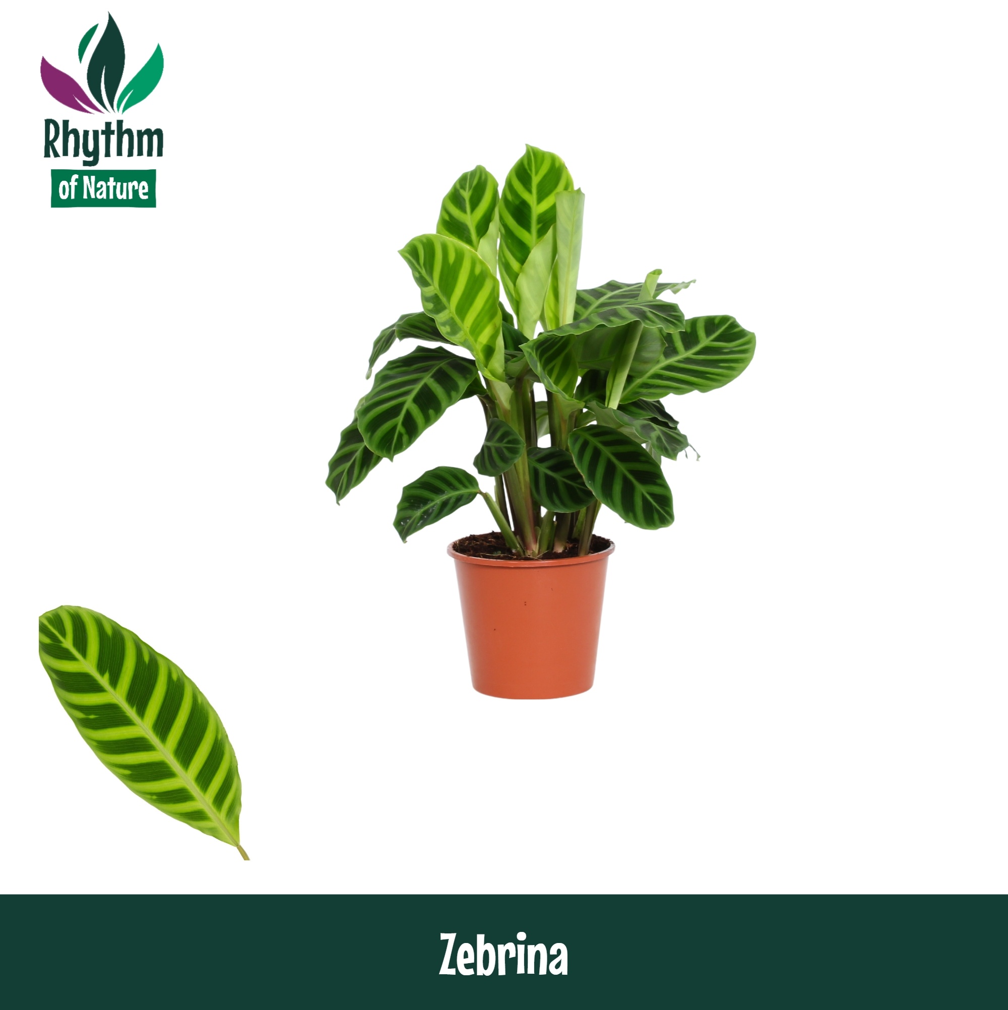 Calathea 14cm Zebrina - Rhythm of Nature, D 14
