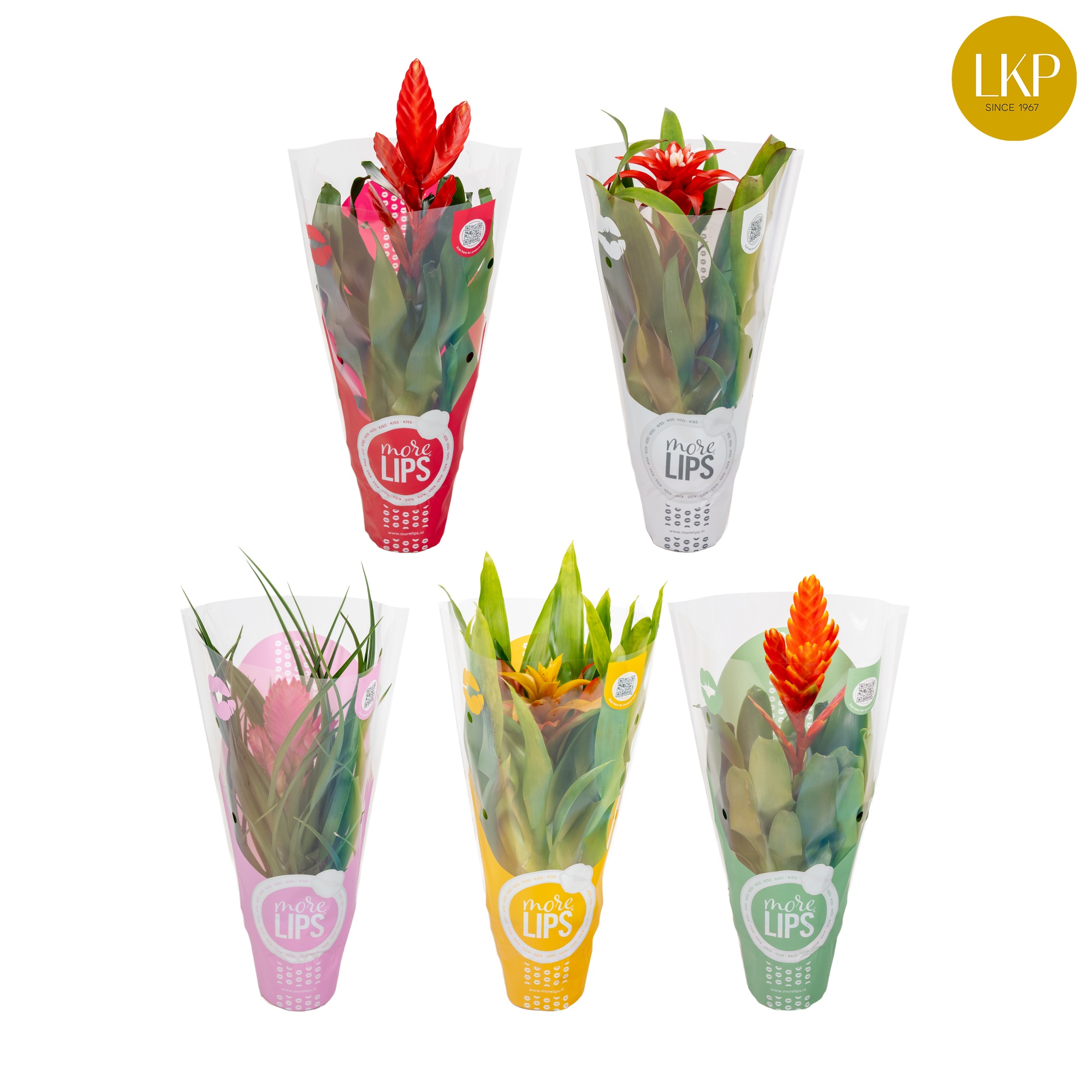 Bromelia Adventure Gemengd 10.5cm MoreLIPS®, D 10,5