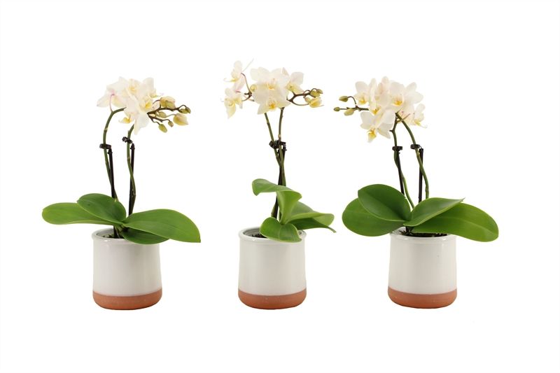 Valencia p06 white Phal Tiny Dolls white 2T12+ Aqu@, D 6