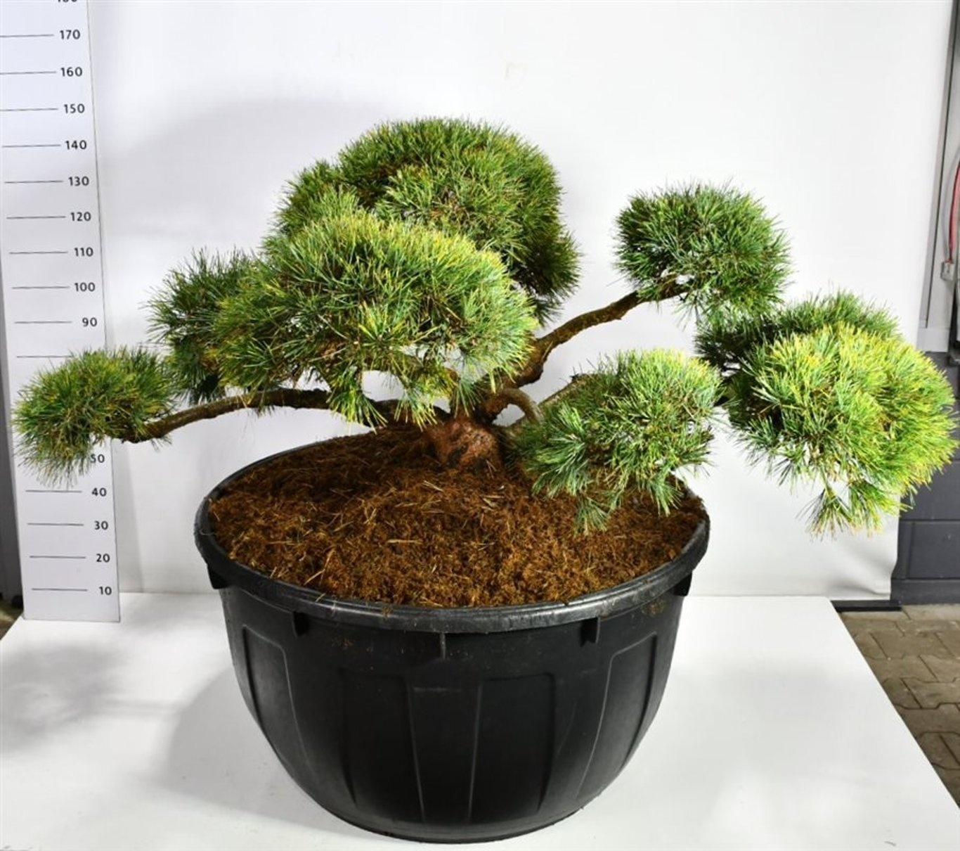 Pinus sylv. 'Repens', D 110