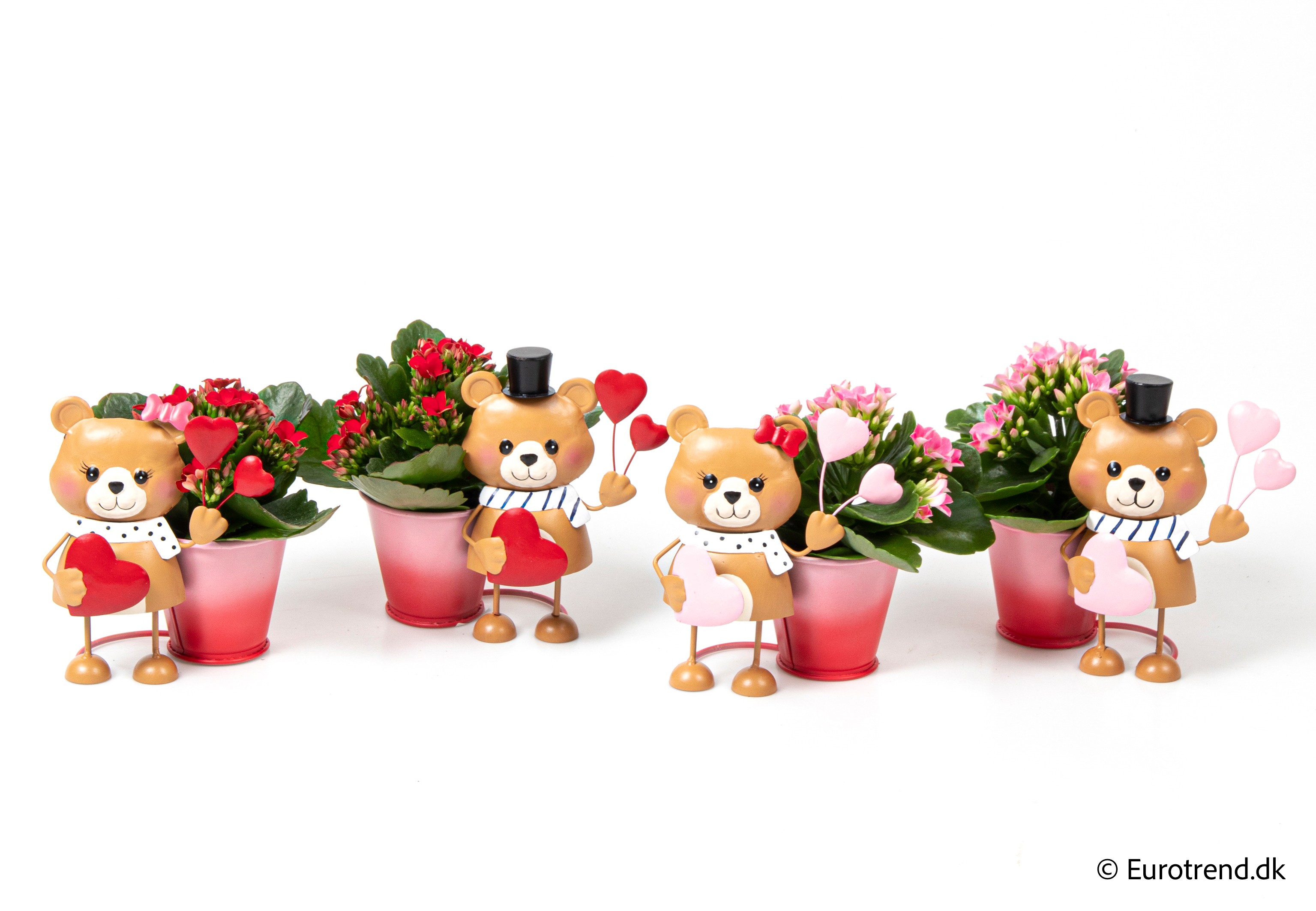 Kalanchoe in Valentine ceramic 2026, D 6