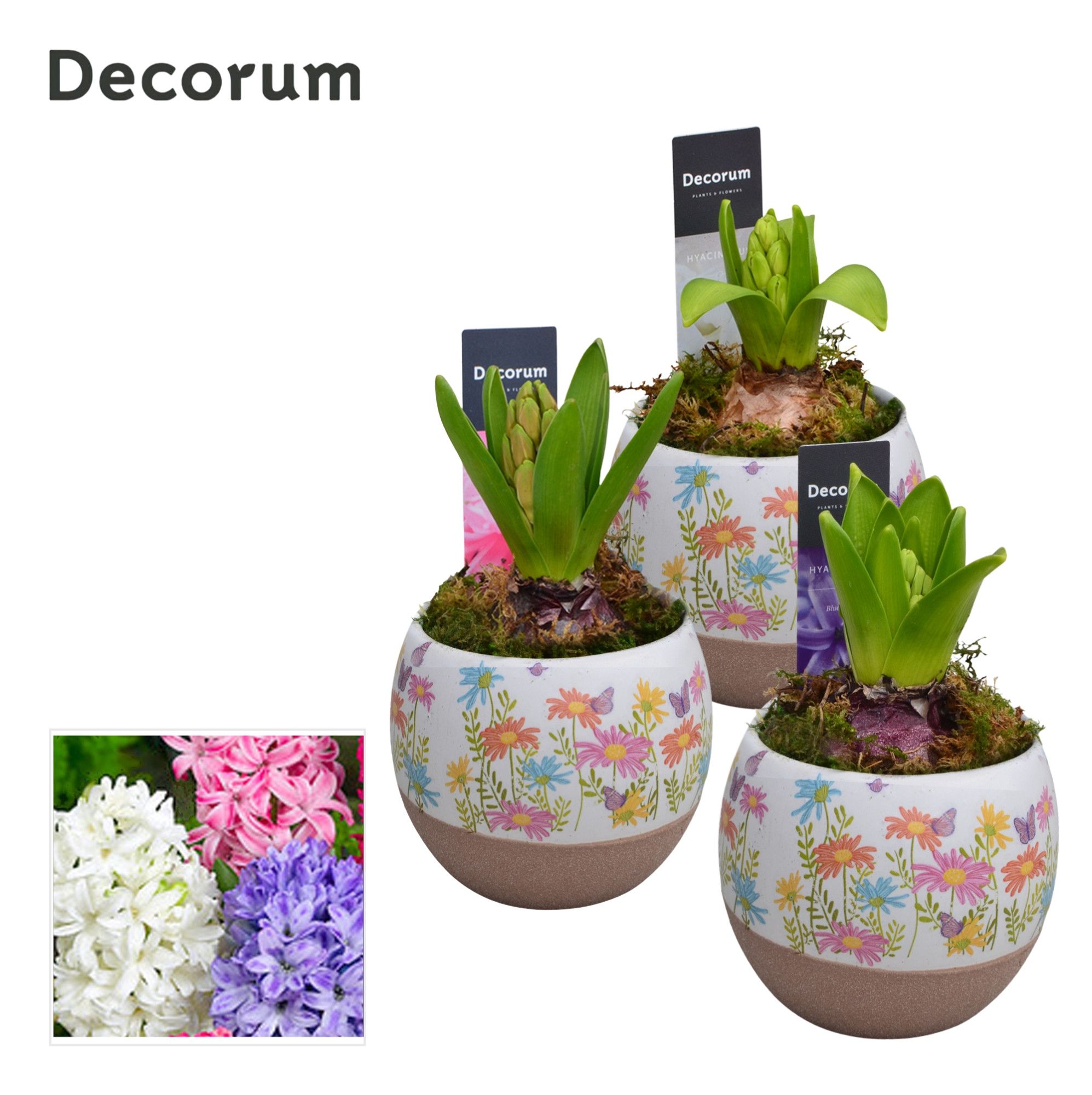 Hyacint Colori HL14433 [LOVELY COLORS], D 9