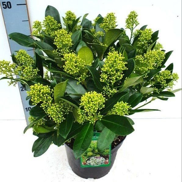 Skimmia joponica 'Finchy®' 25+, D 23