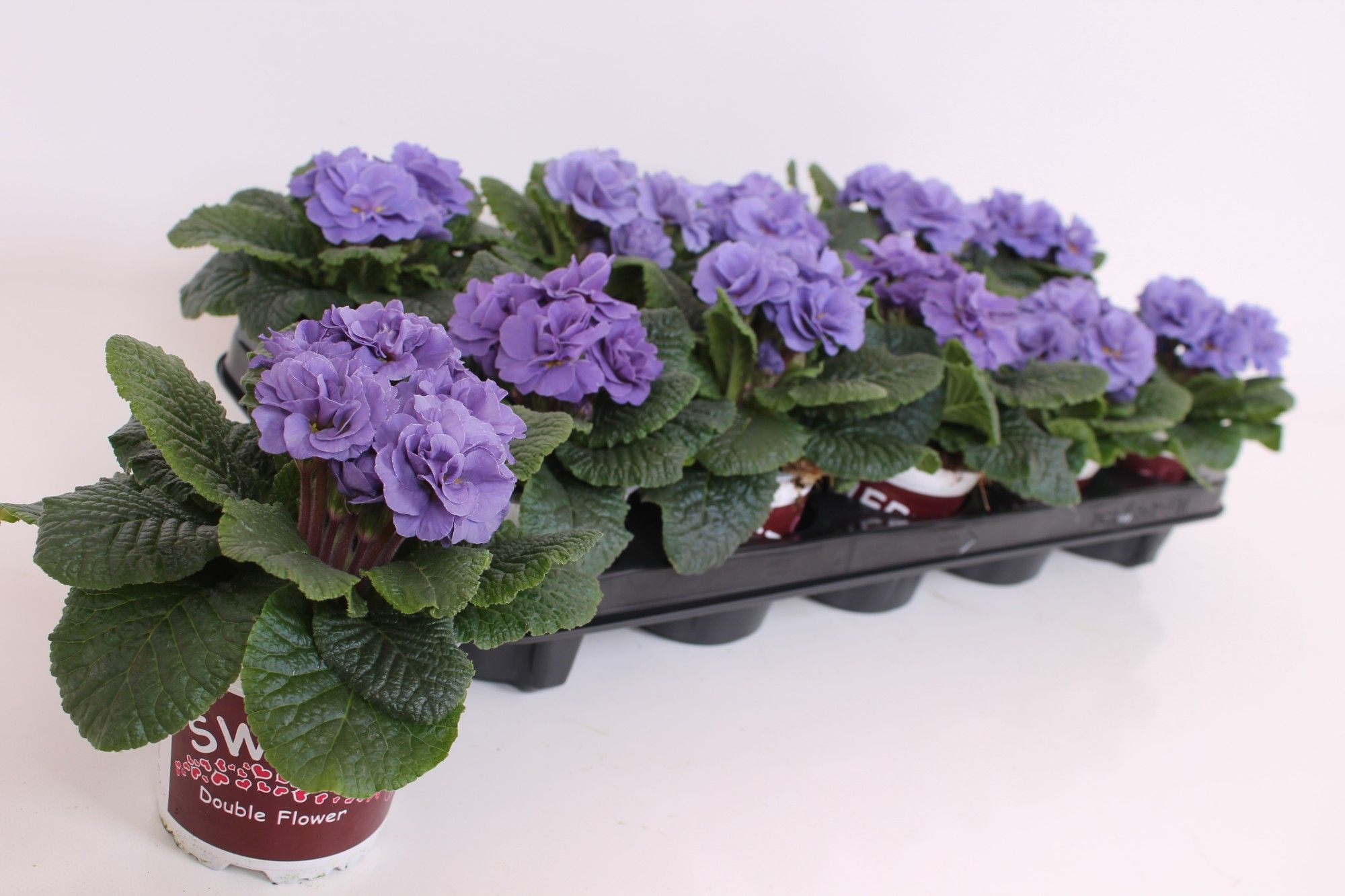 Primula Sweet Specials - Rubens Sky Blue, D 11