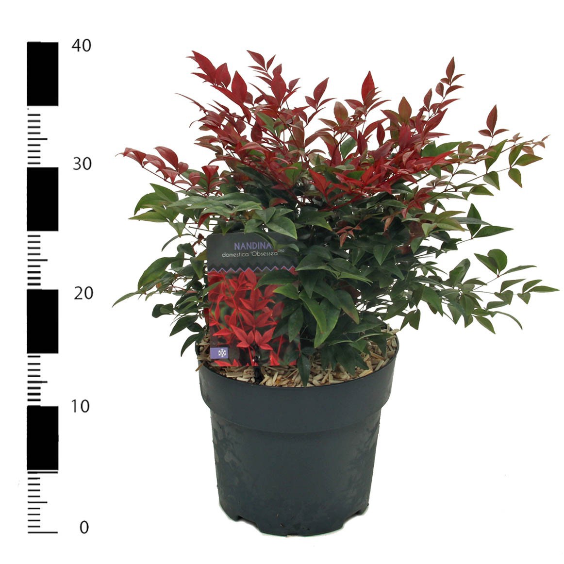 Nandina domestica 'Obsessed', D 17