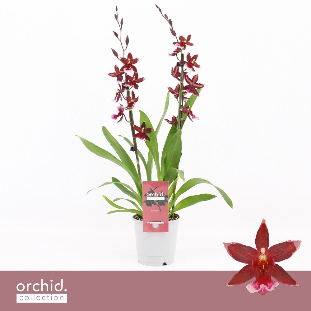 Barrocco Red, 2-spike 65+ cm 'Orchid Collection', D 12