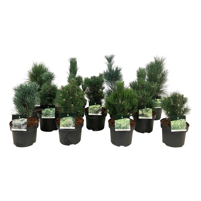 Mixlaag veredelde coniferen exclusief, D 21