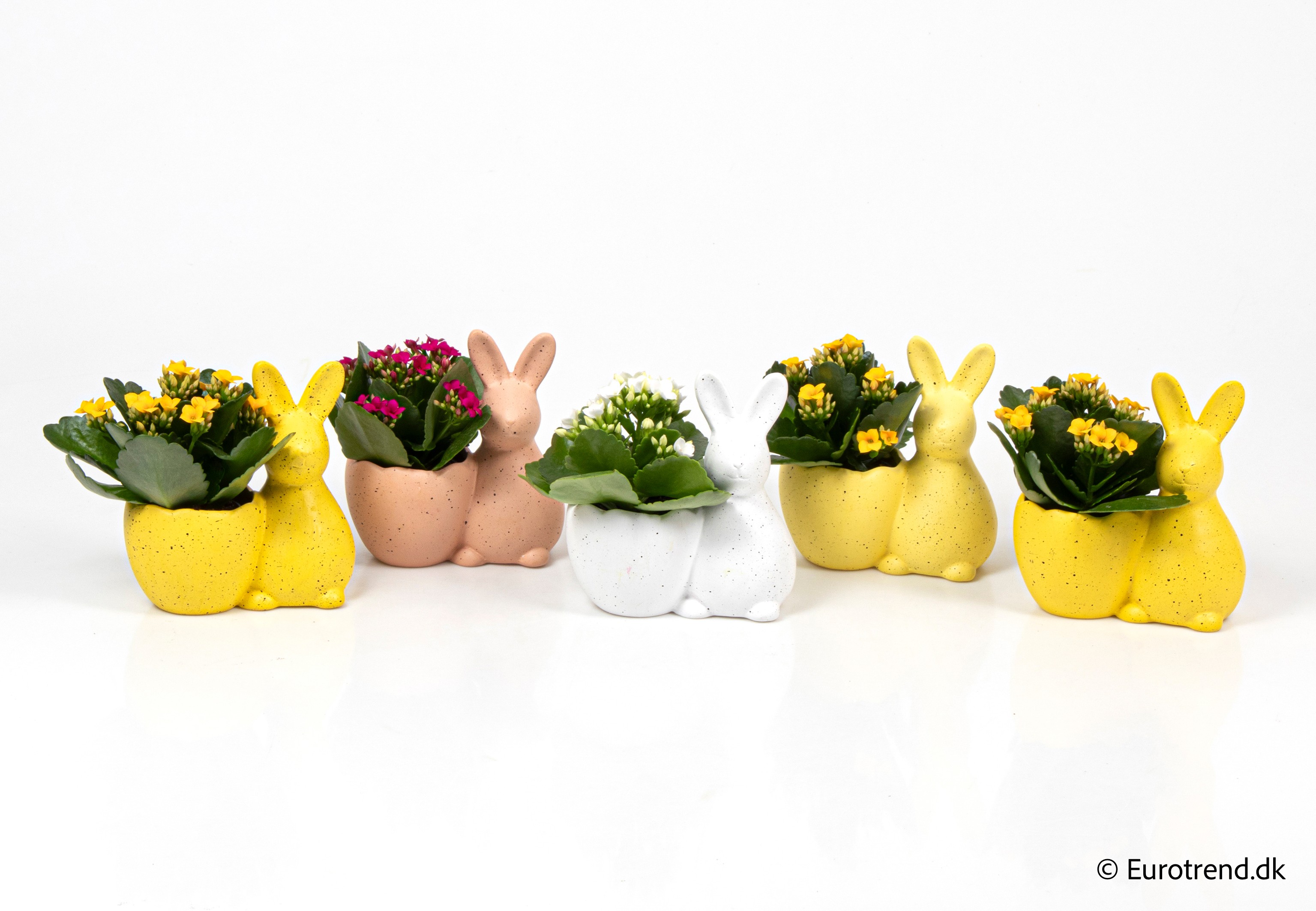 Kalanchoe in Easter ceramic 2026, D 6