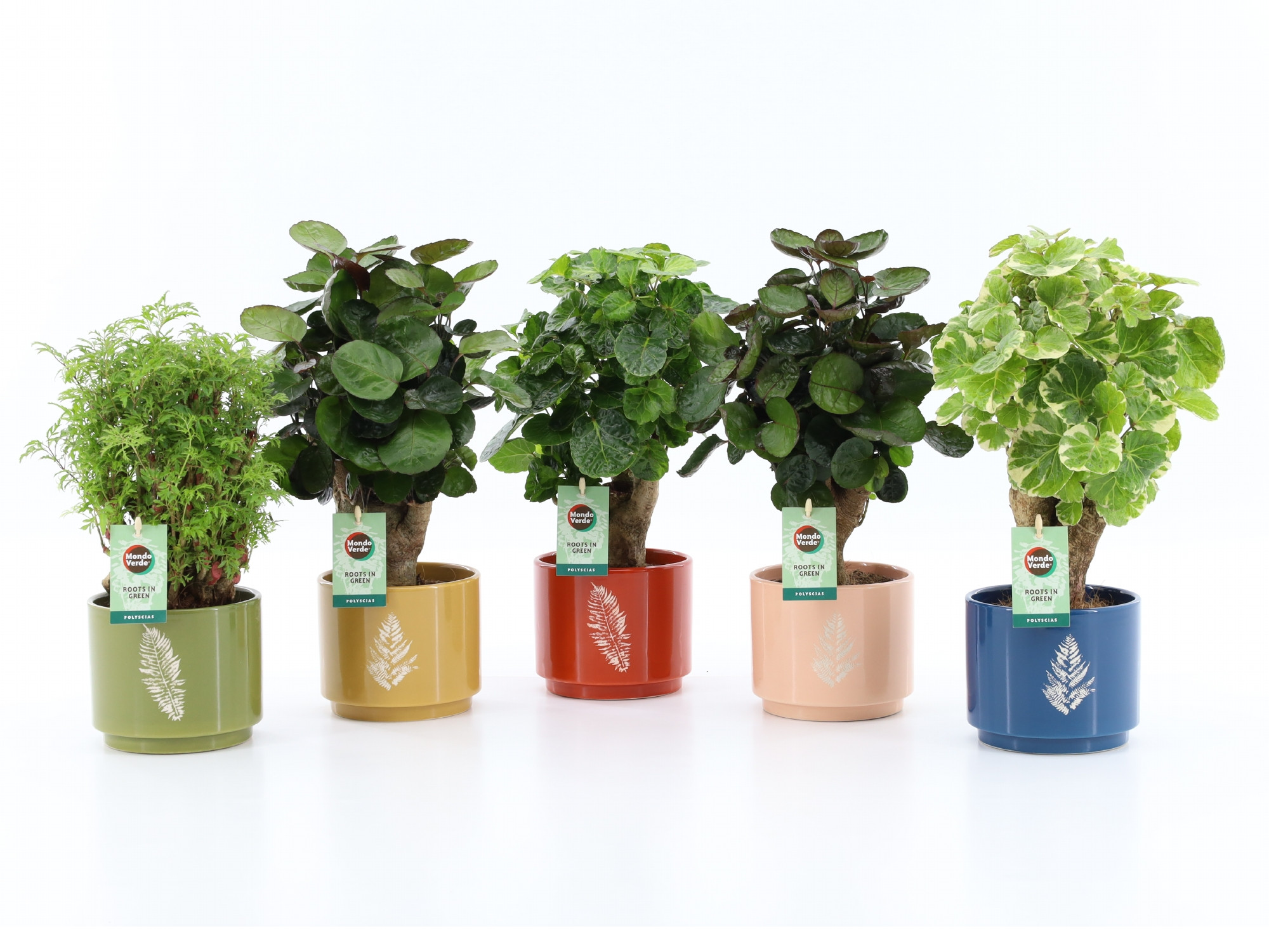 Polyscias Mix 12cm in Artistique Keramiek, D 13