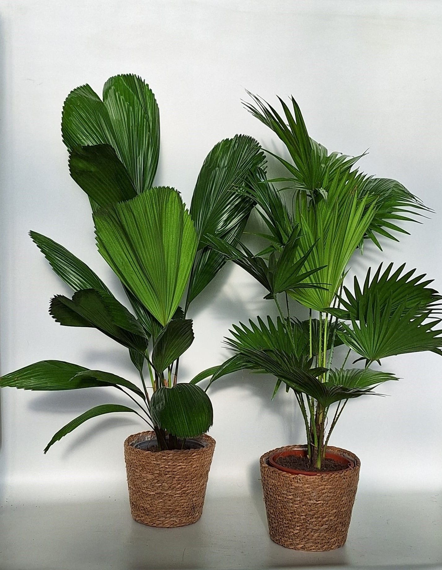 Exotisch palmmix / livi /licu in mand kandy, D 20