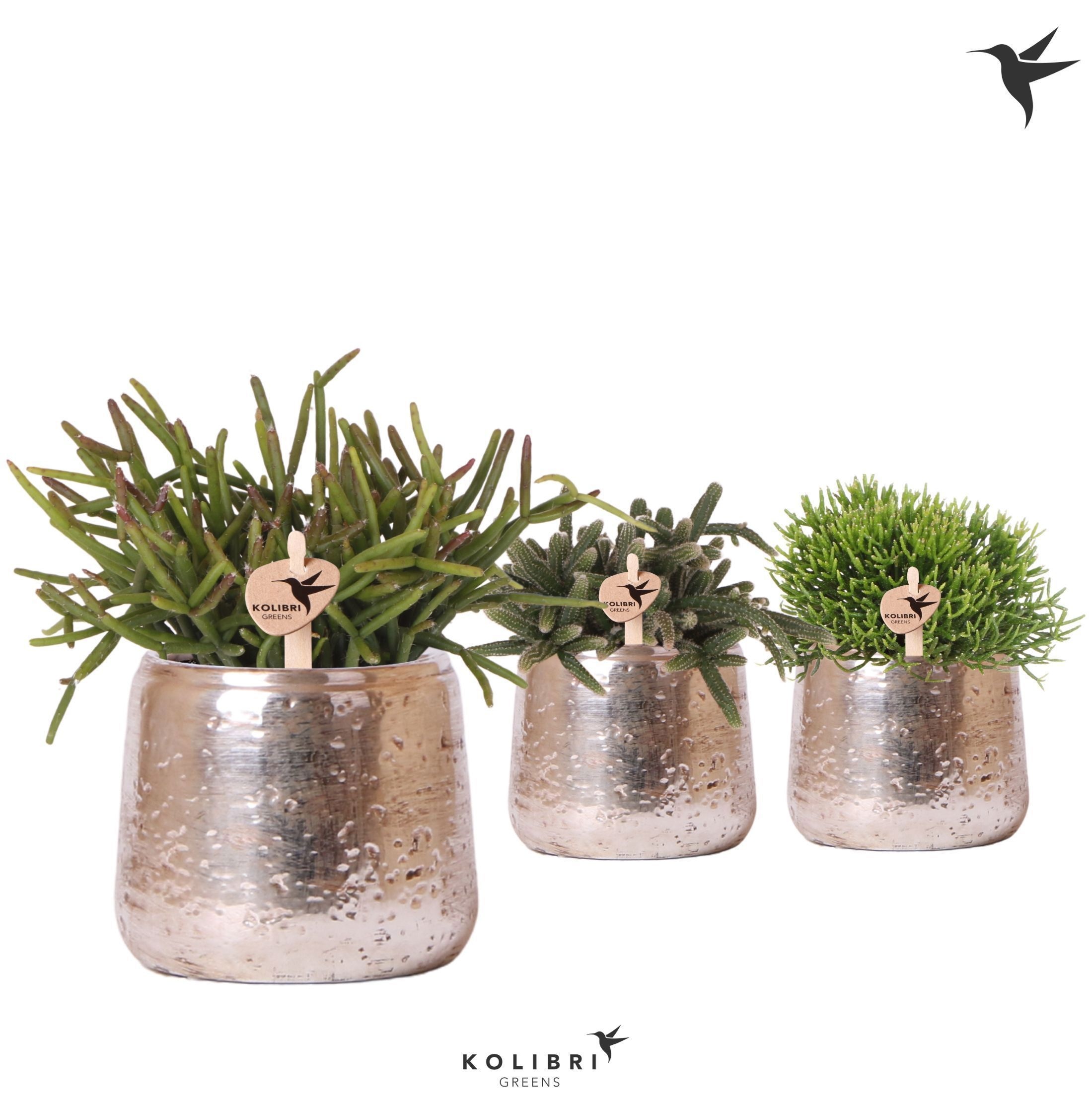 Kolibri Greens Rhipsalis mix in Luxury pot silver, D 9