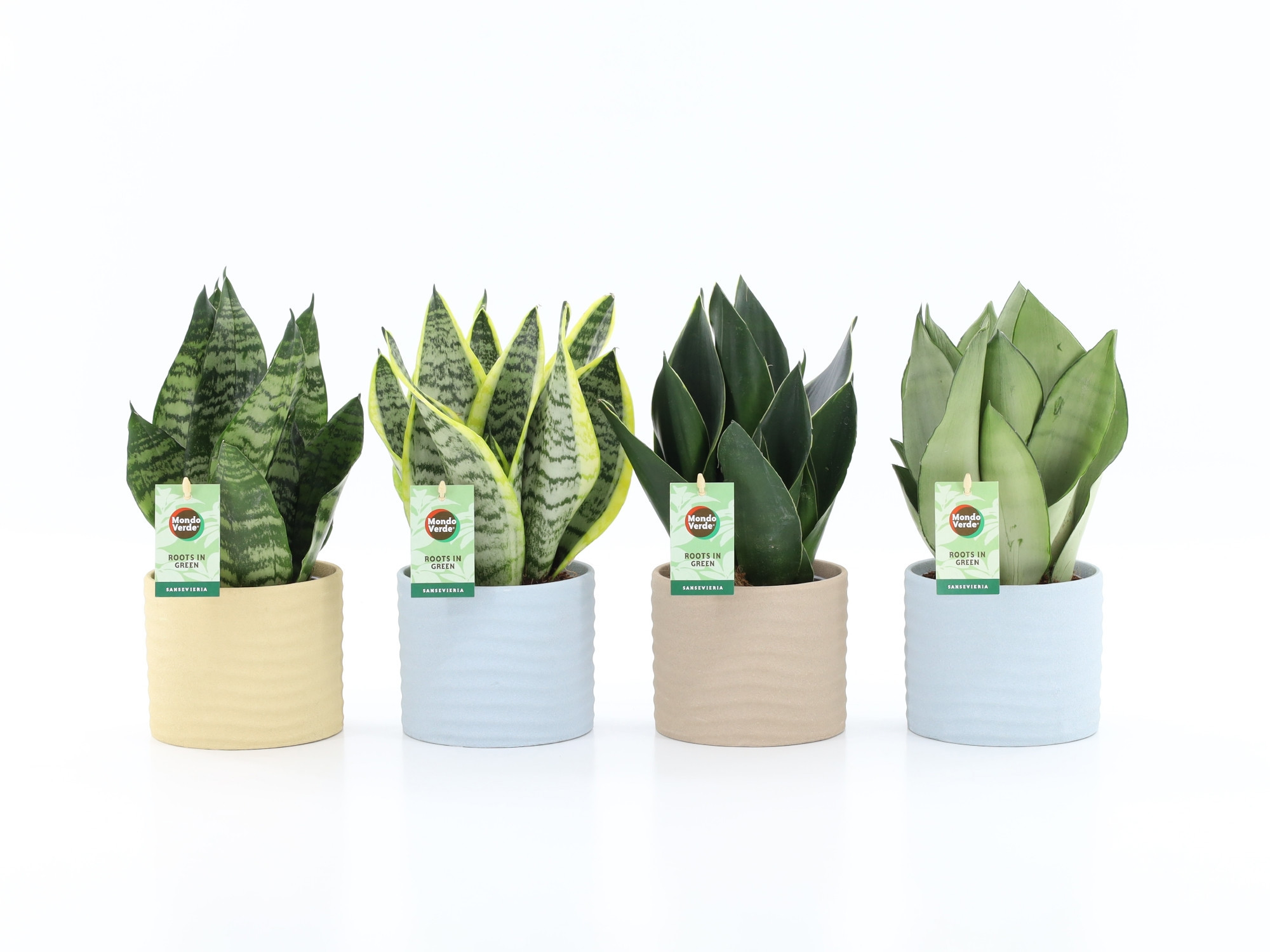Sansevieria Mix in Ibiza keramiek, D 13