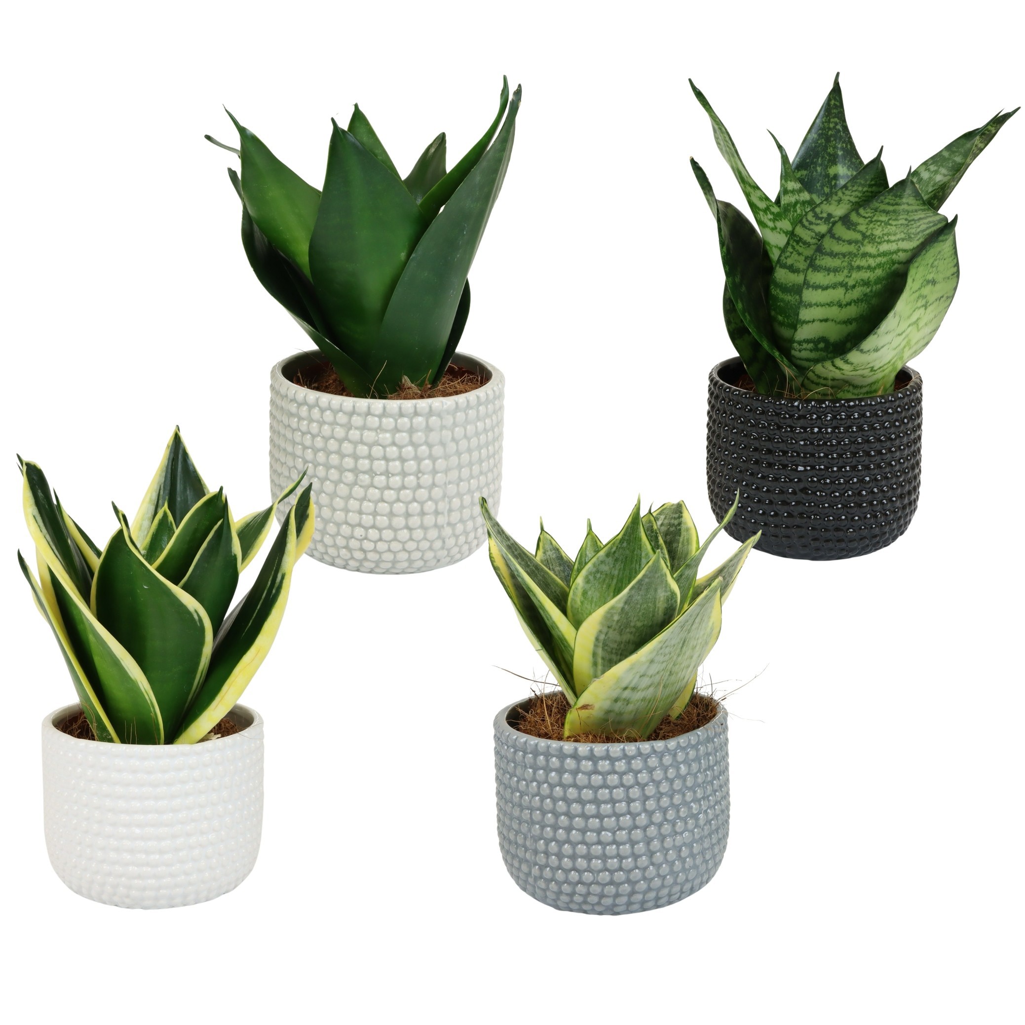 Brisbane with Sansevieria Hahni mix, D 9