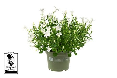 CAMPANULA PORTENSCHLAGIANA 'WHITE GET MEE', D 11