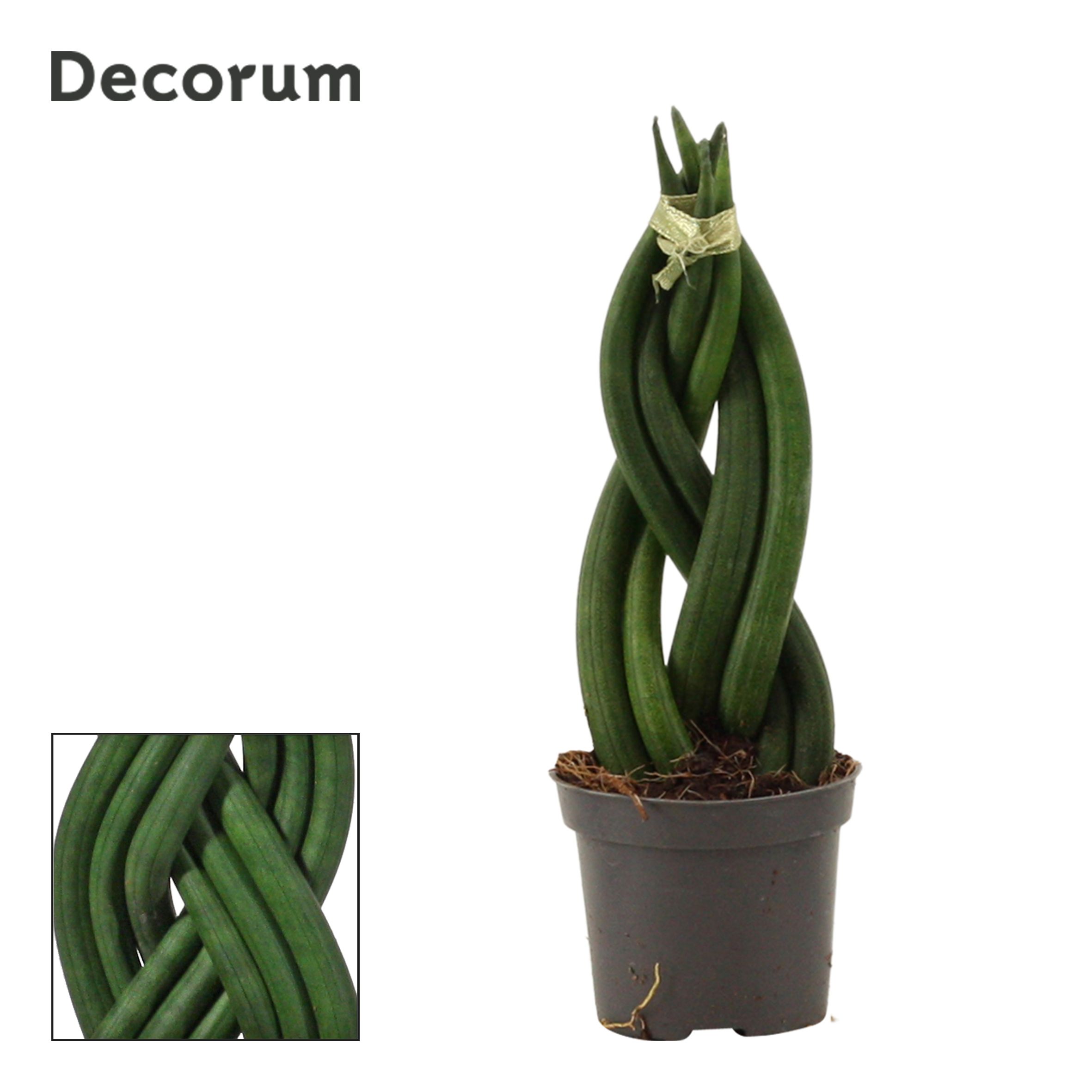 Sansevieria Cylindrica 6 cm Braid (Decorum), D 6