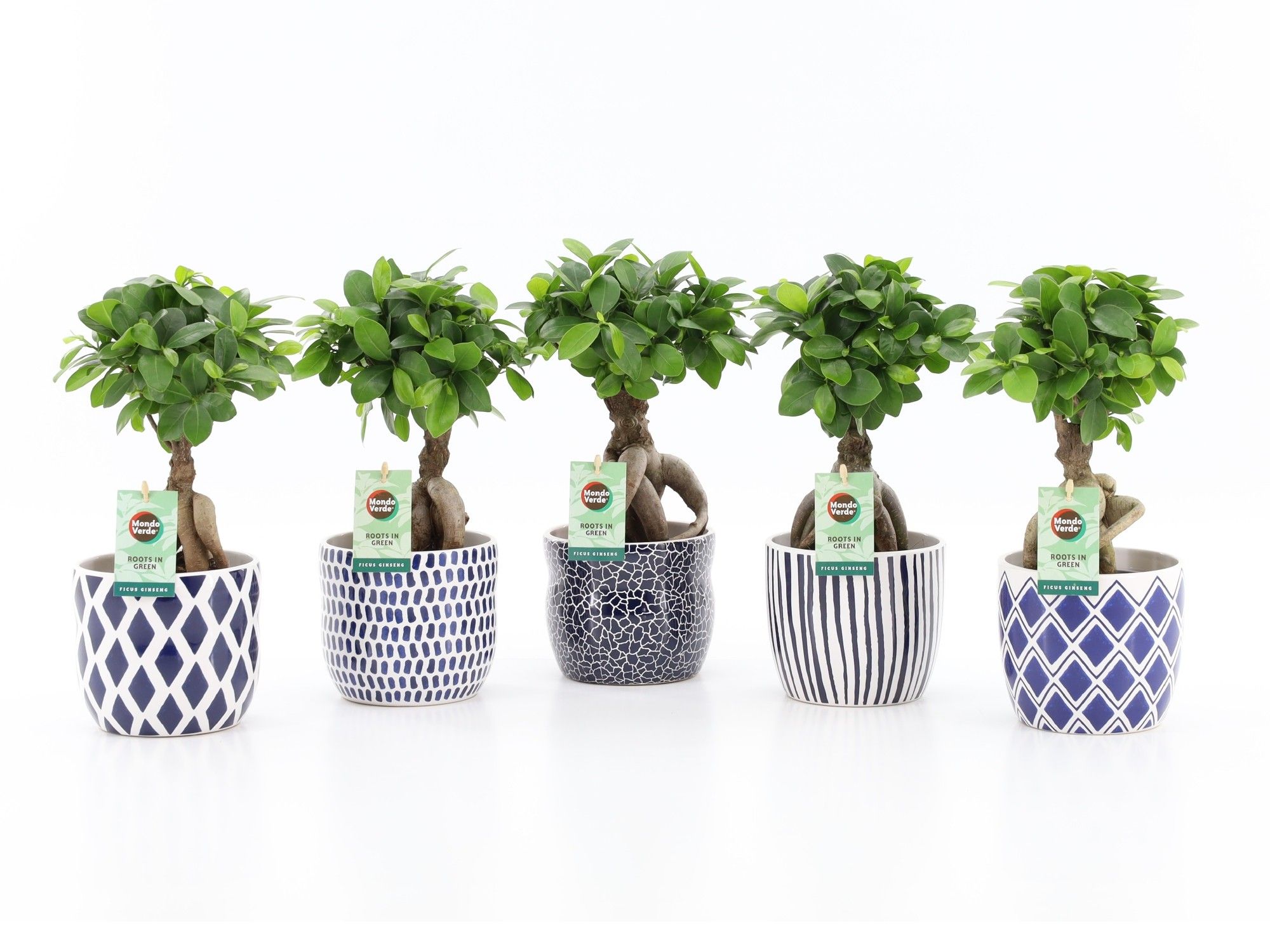 Ficus micr. Ginseng in Delft-Blue Keramiek, D 13