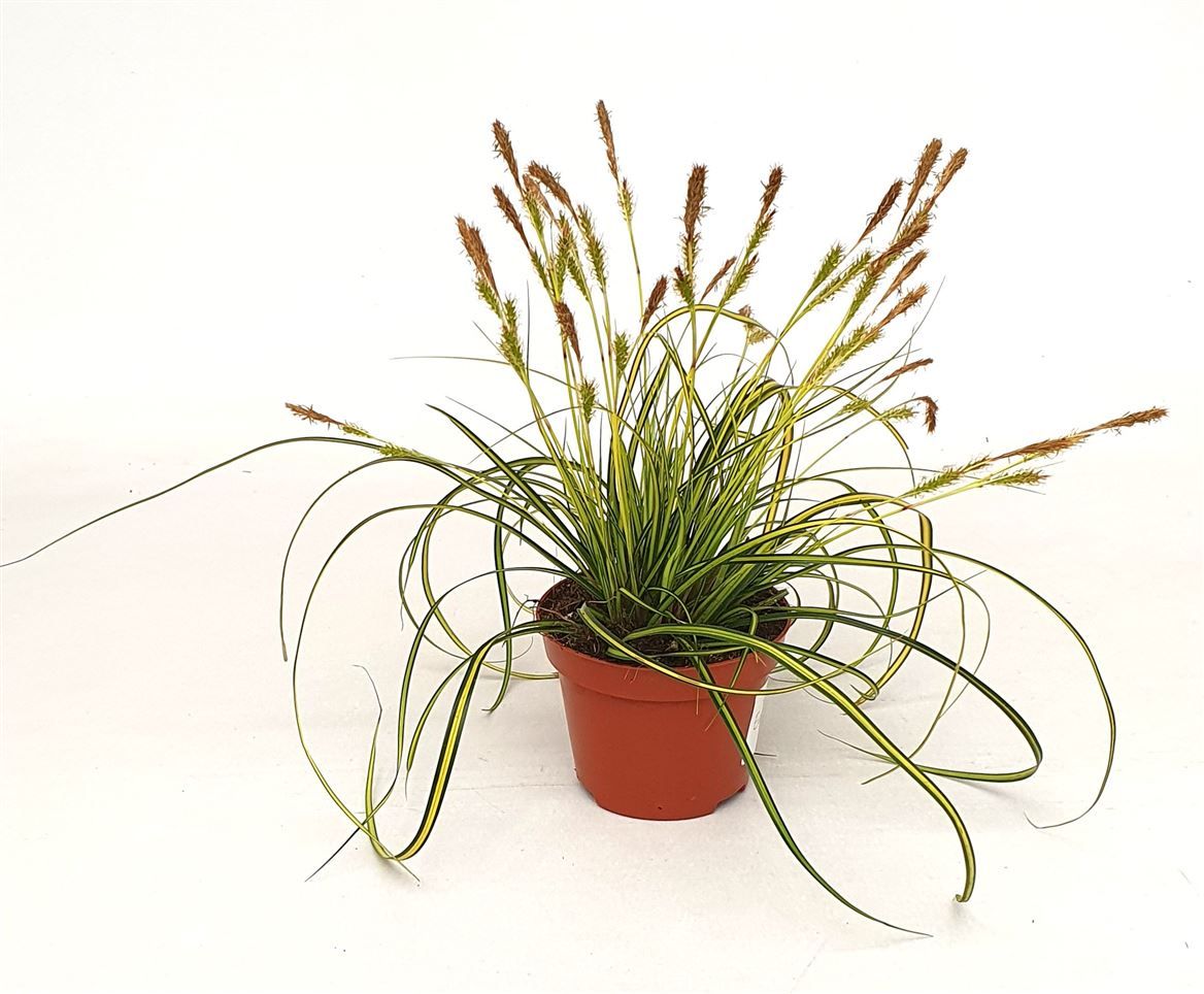 Carex osh. 'Eversheen', D 10,5