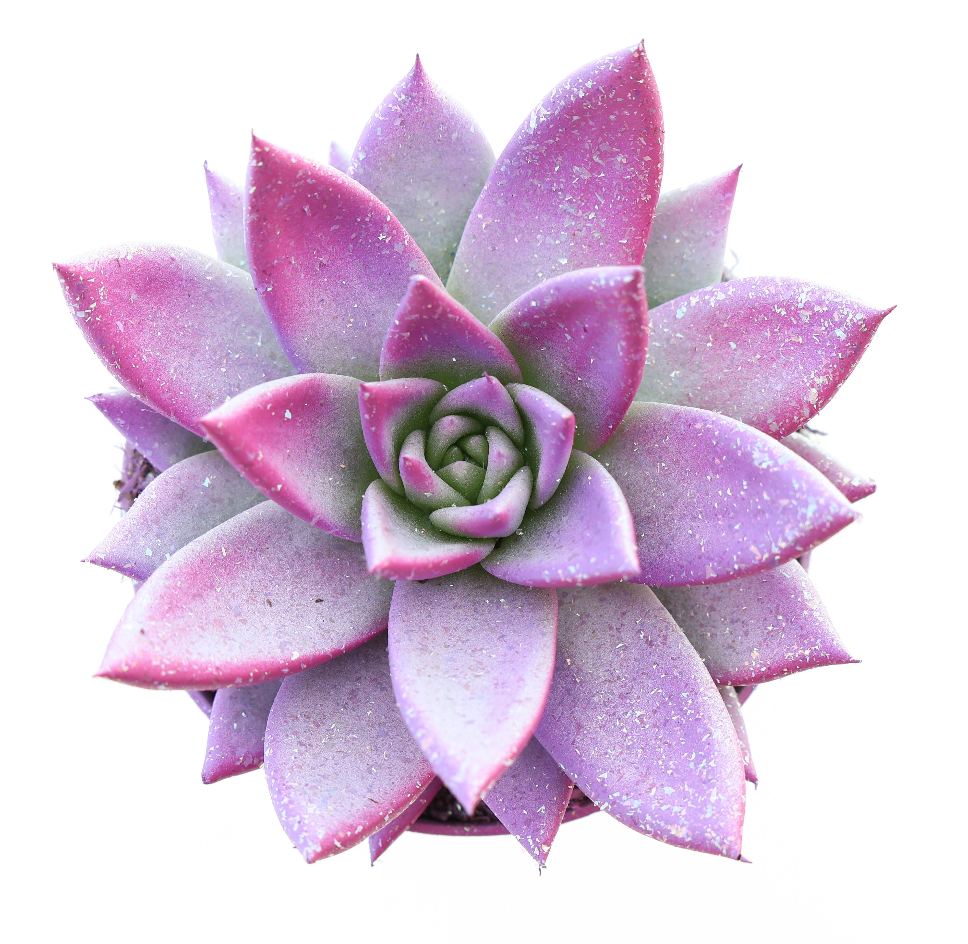 Miranda valentine multi glitter mix, D 8,5