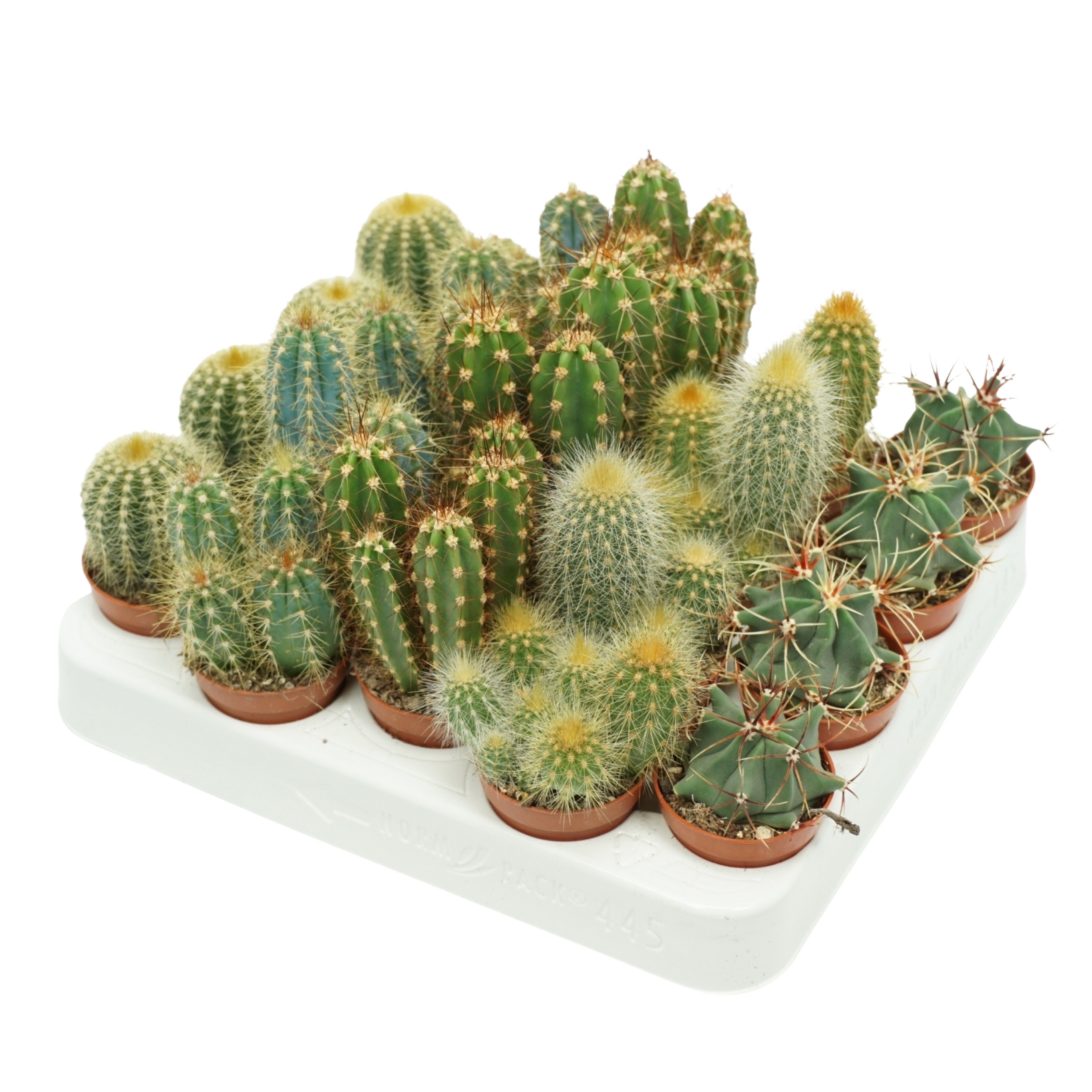 Cactus mix 5,5 cm op rij in presentatiedoos, D 5,5