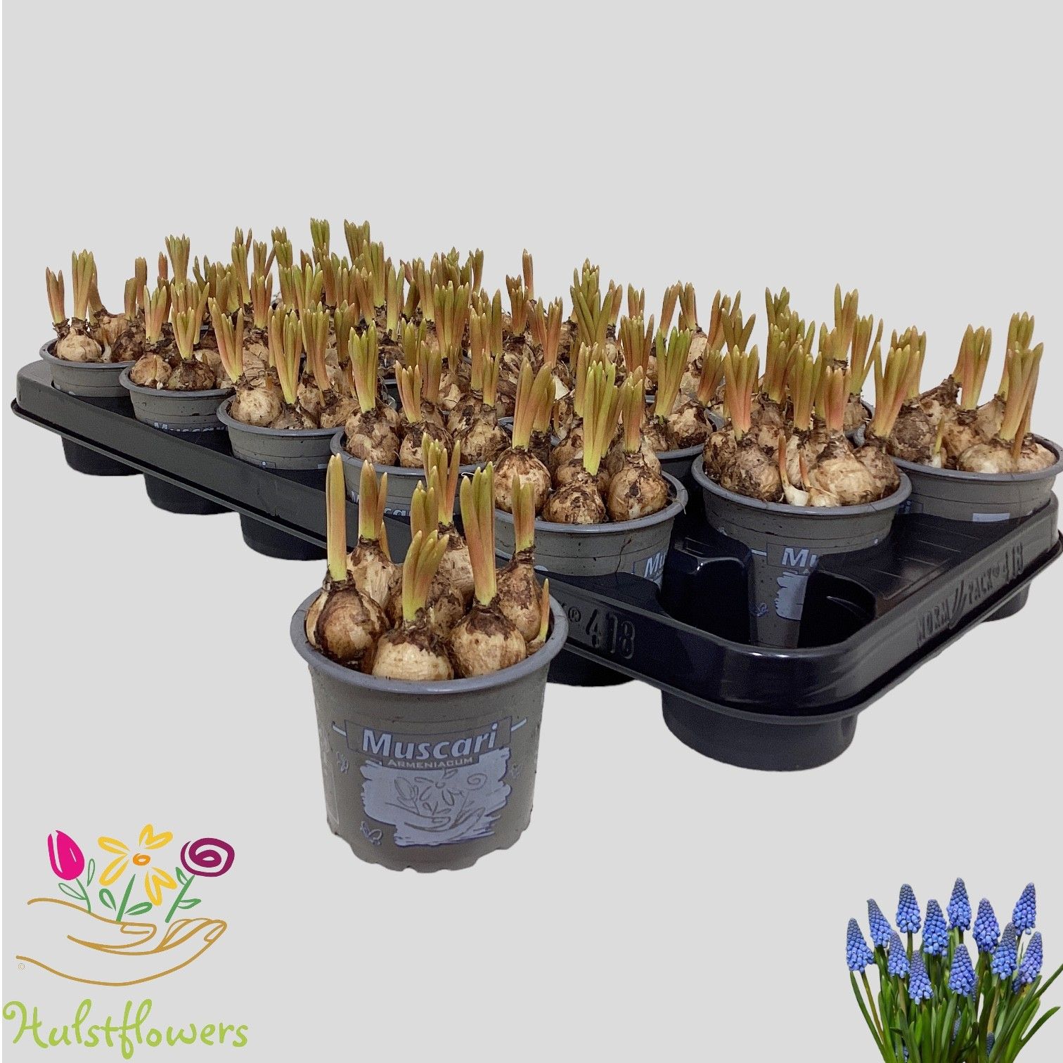 Muscari armeniacum, D 9