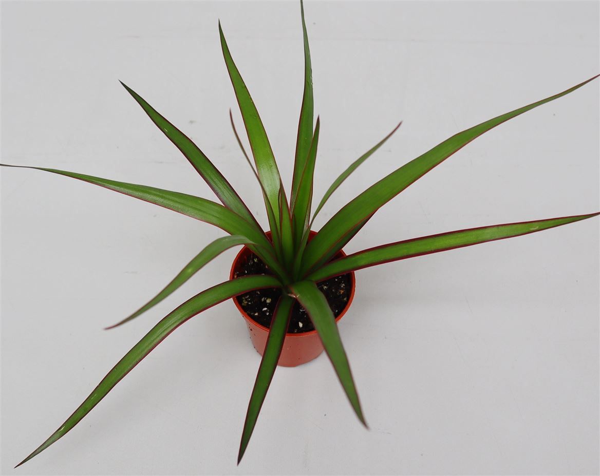 Dracaena marginata, D 5,5